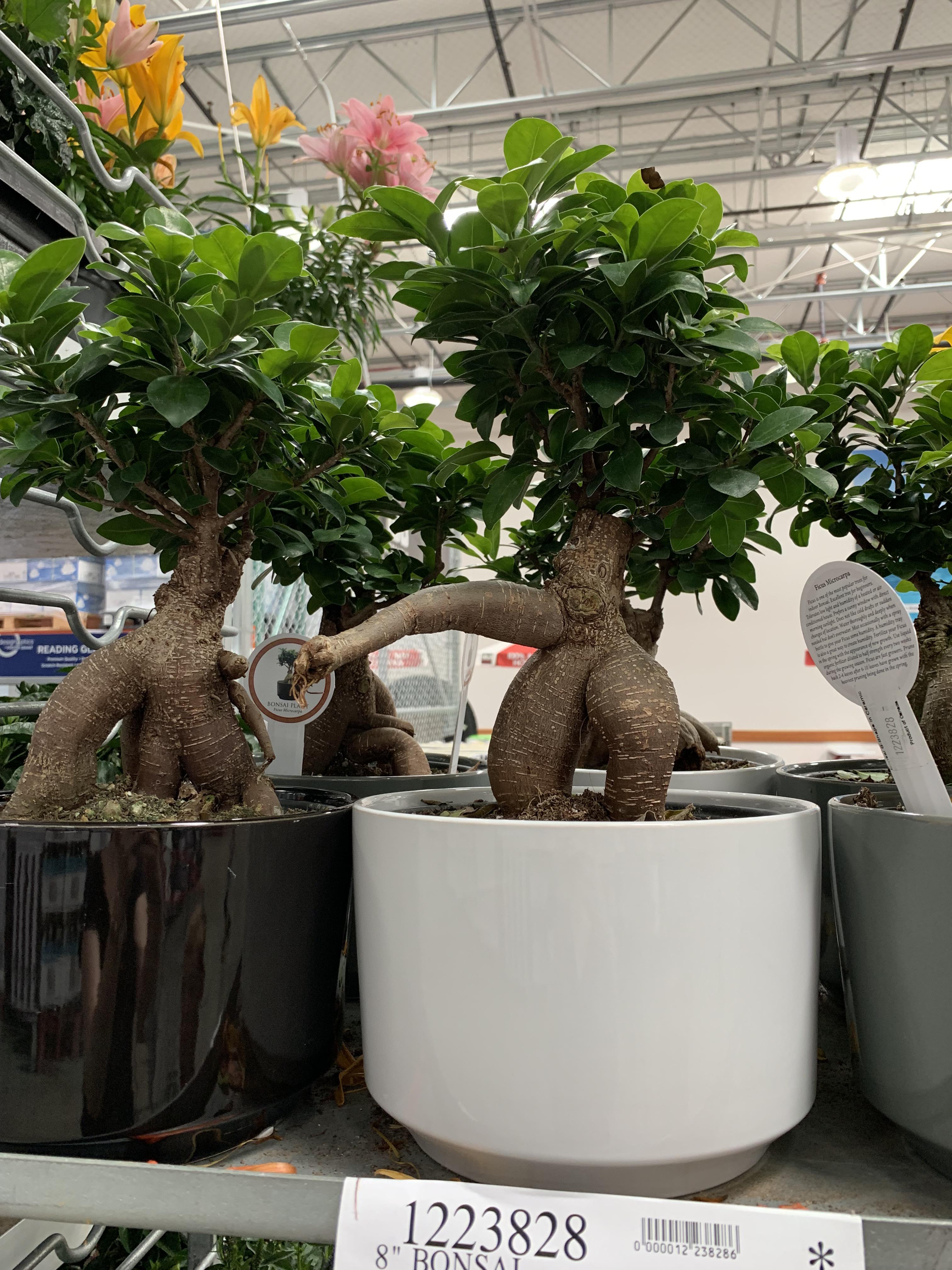 8” bonsai at Costco. Typical exaggeration, even from a tree! r
