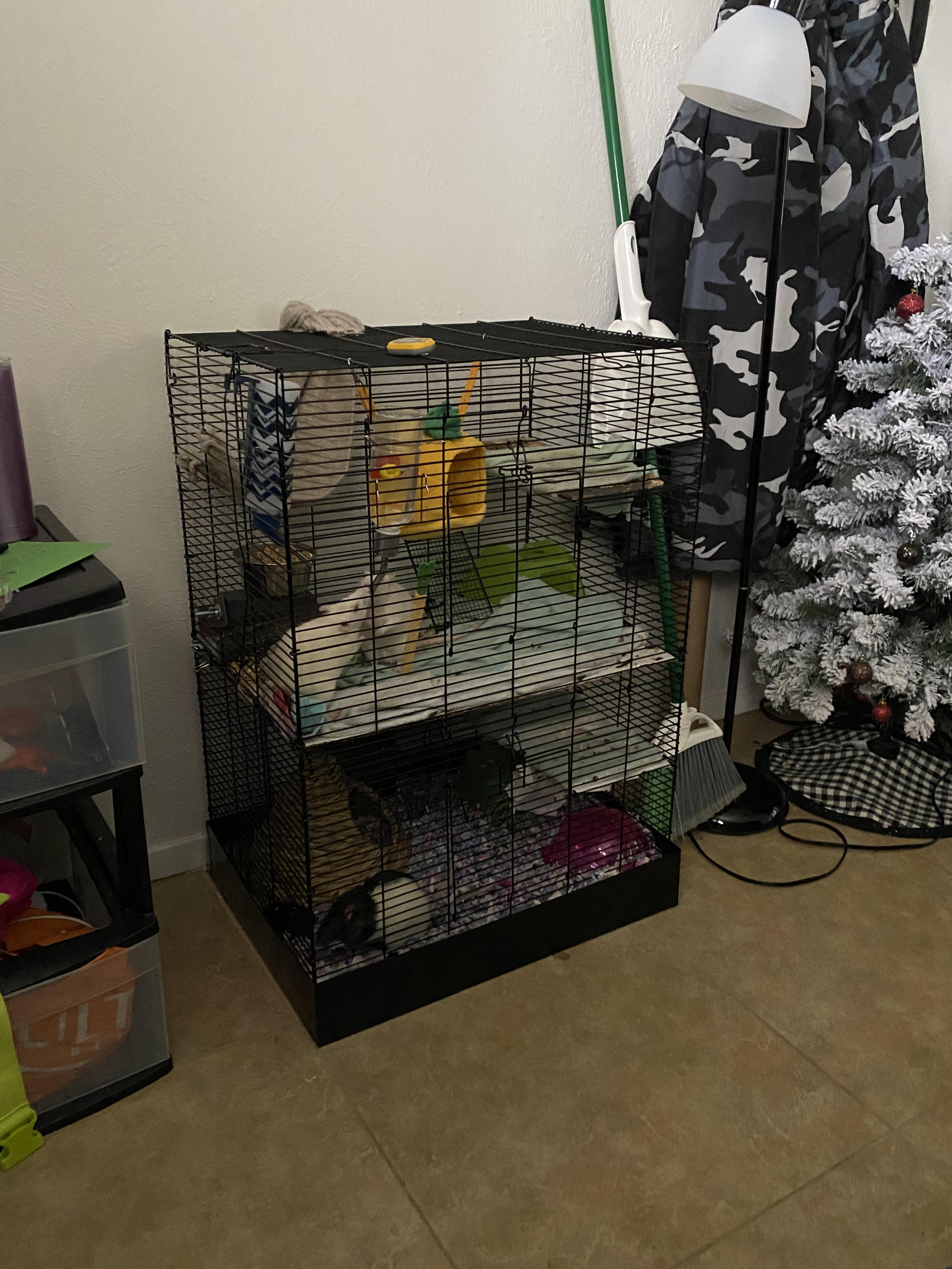 Small animal cage for sale dm for more info ( 3 male rats ) r/RATS