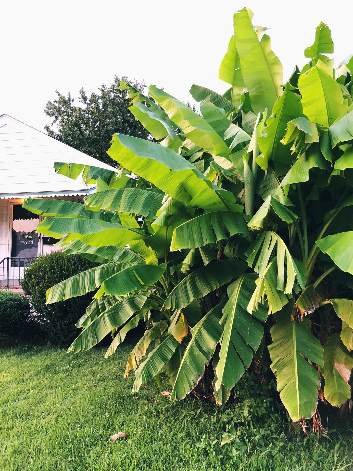 Zone 6b Banana r/matureplants