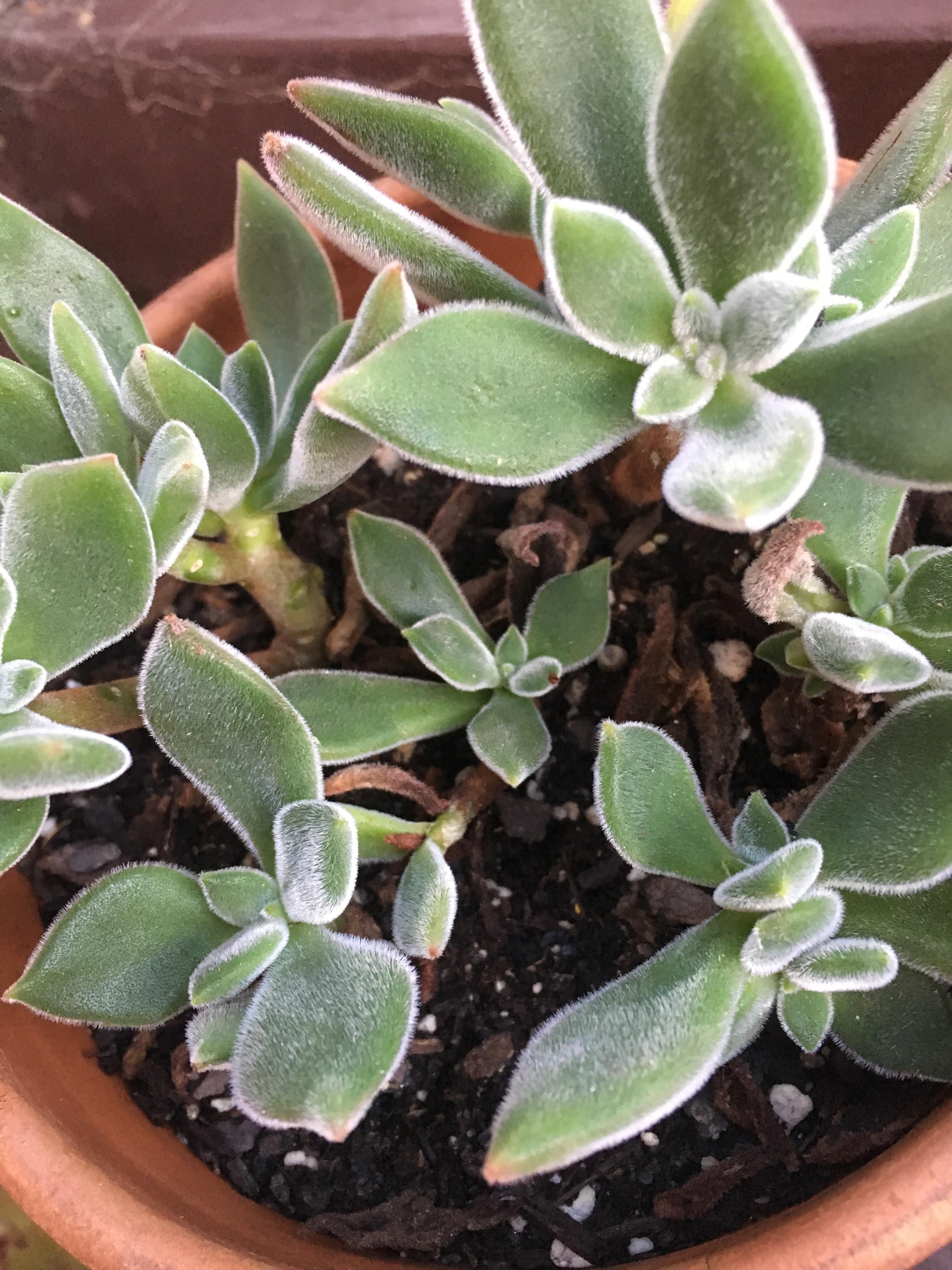 Bottom leaves keep dying off... is this normal? succulents