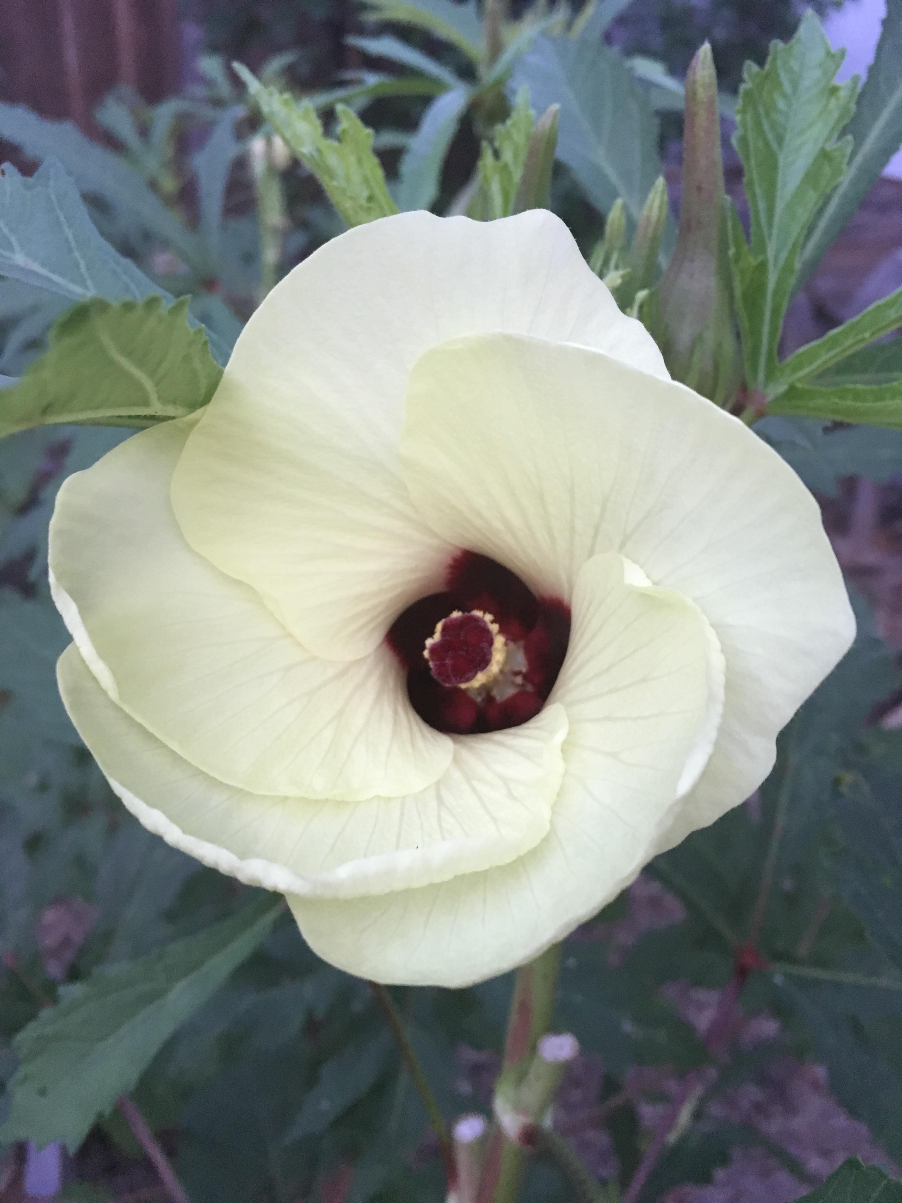 Okra flower ) r/gardening