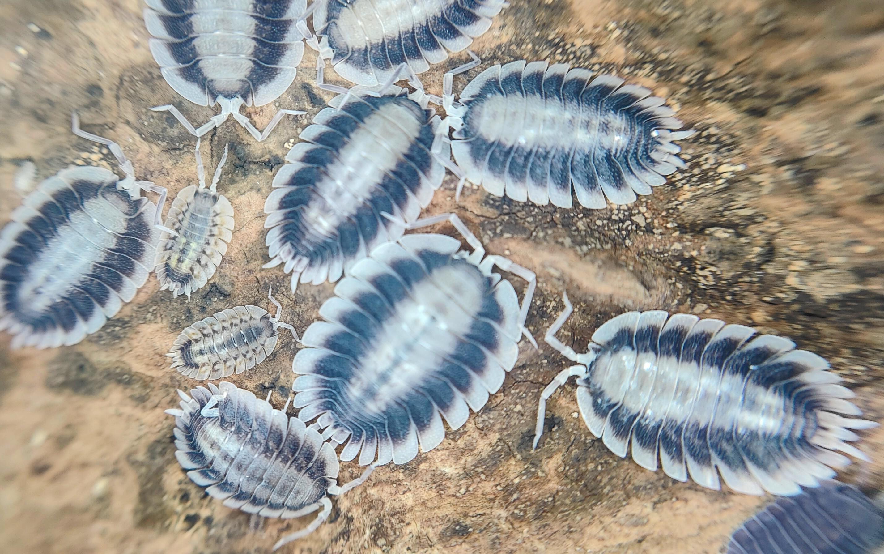Porcellio Werneri Silverback! A very nice species for your collection