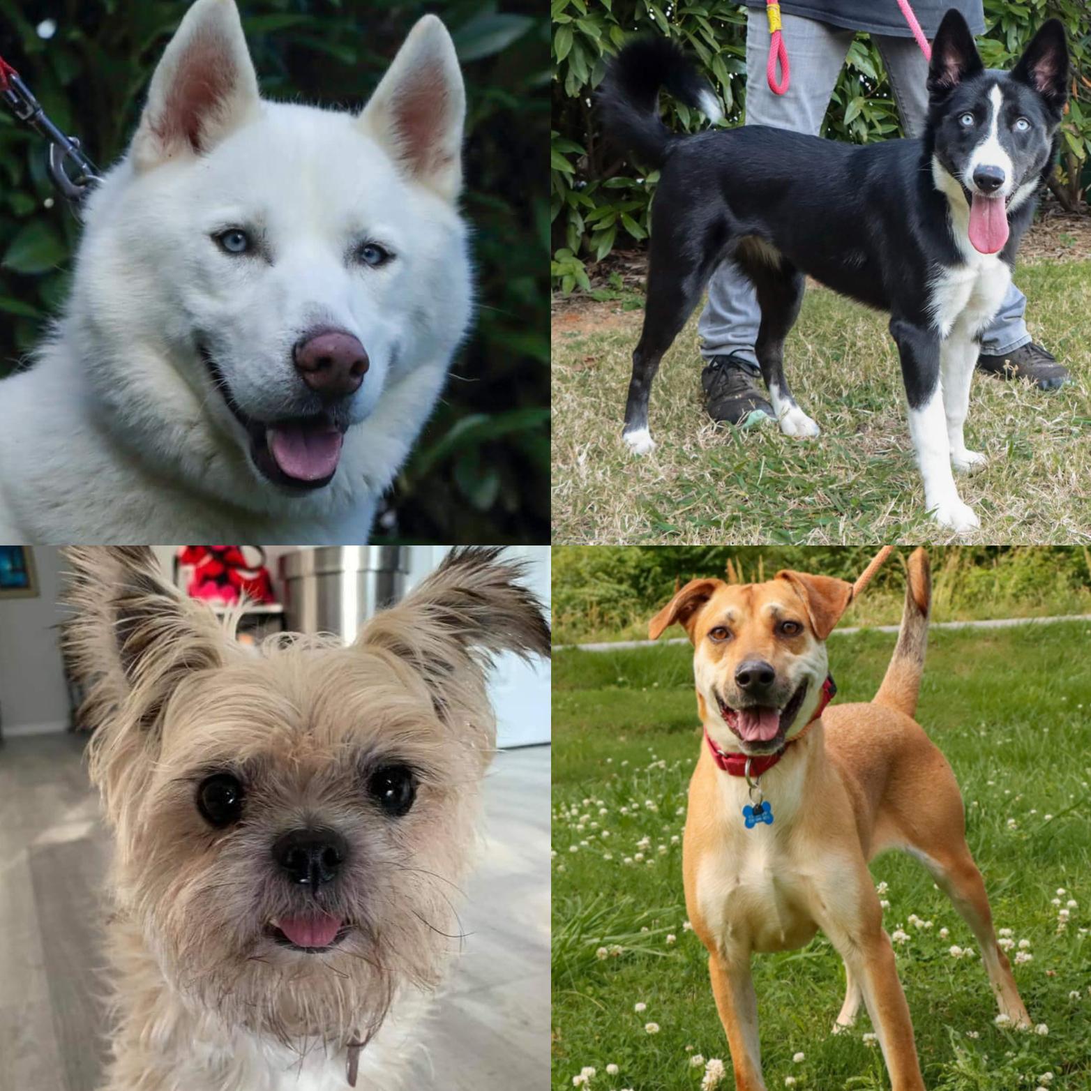 Dog rescue I work with really in need of fosters, anywhere in CT r