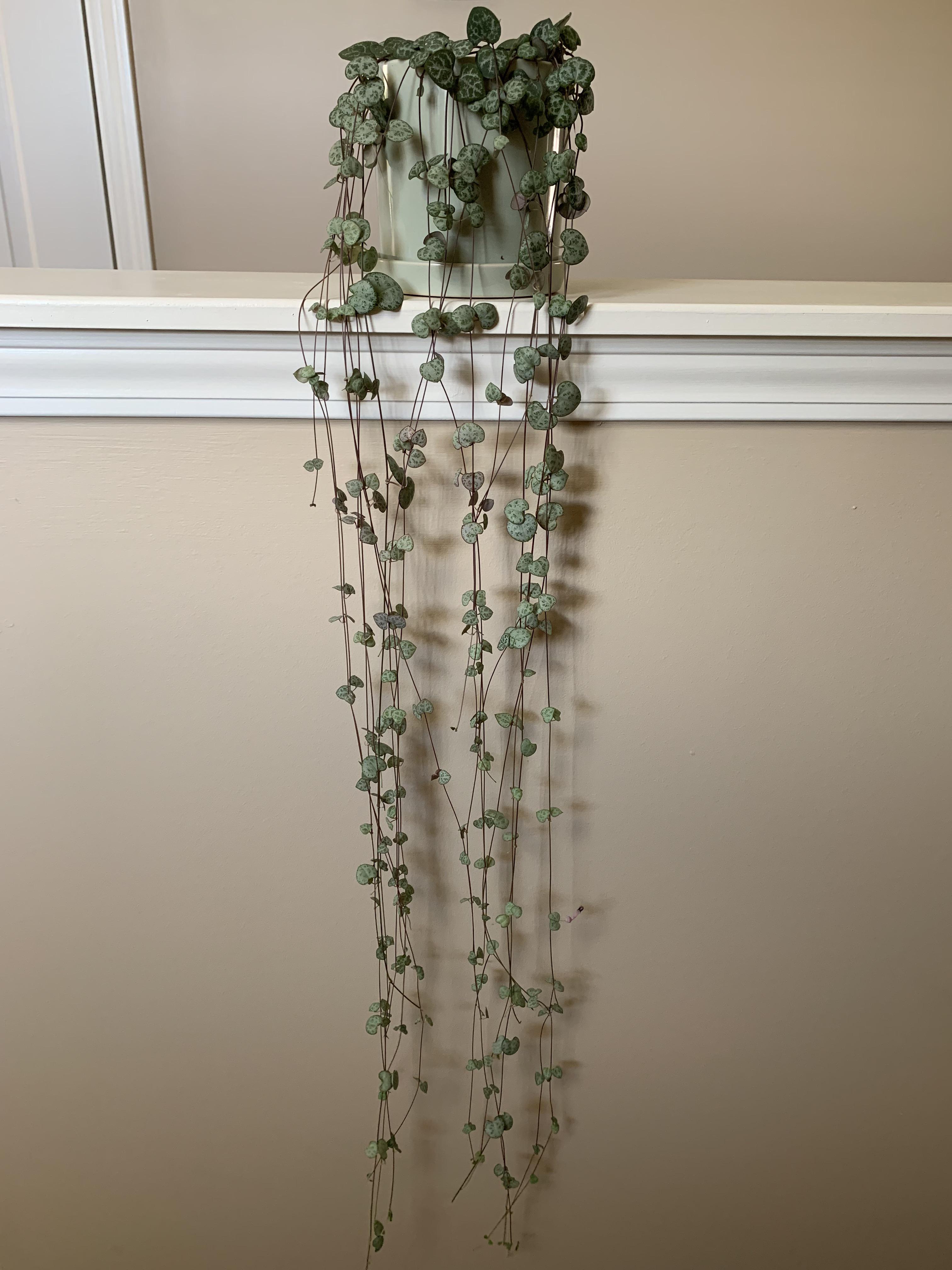 Some plants prefer distilled water, some like indirect light. My SOH