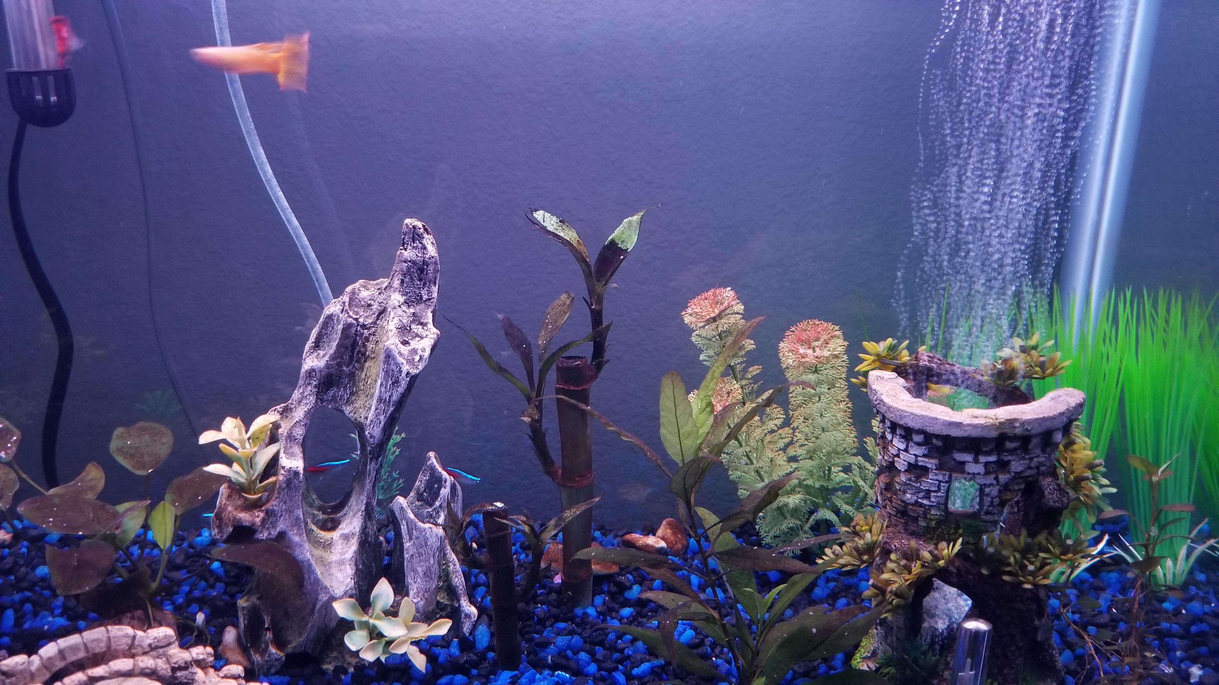 New to aquariums. Can anyone help identify what the black film is on my