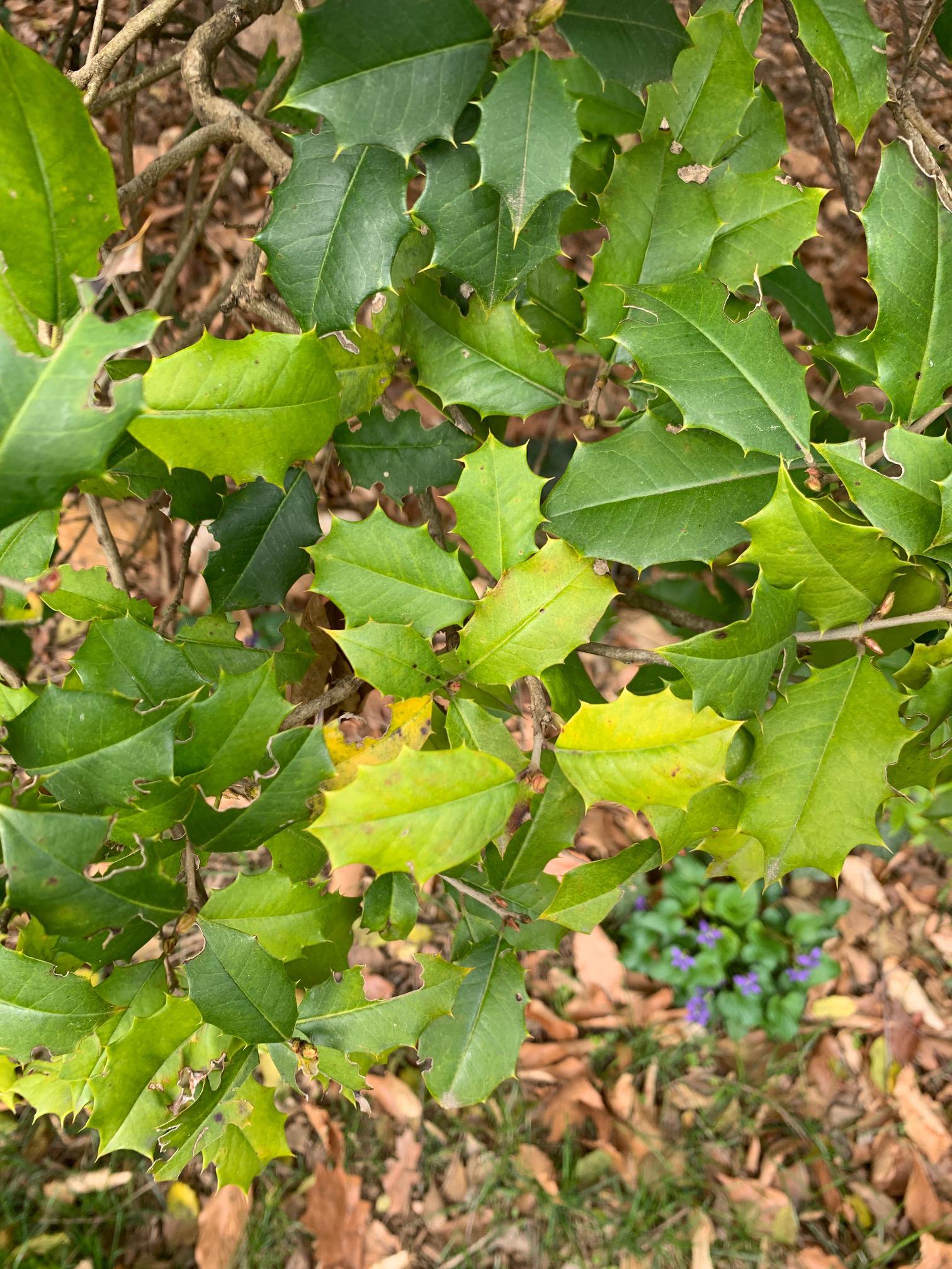 Holly leaves yellowing. Help! r/plantclinic