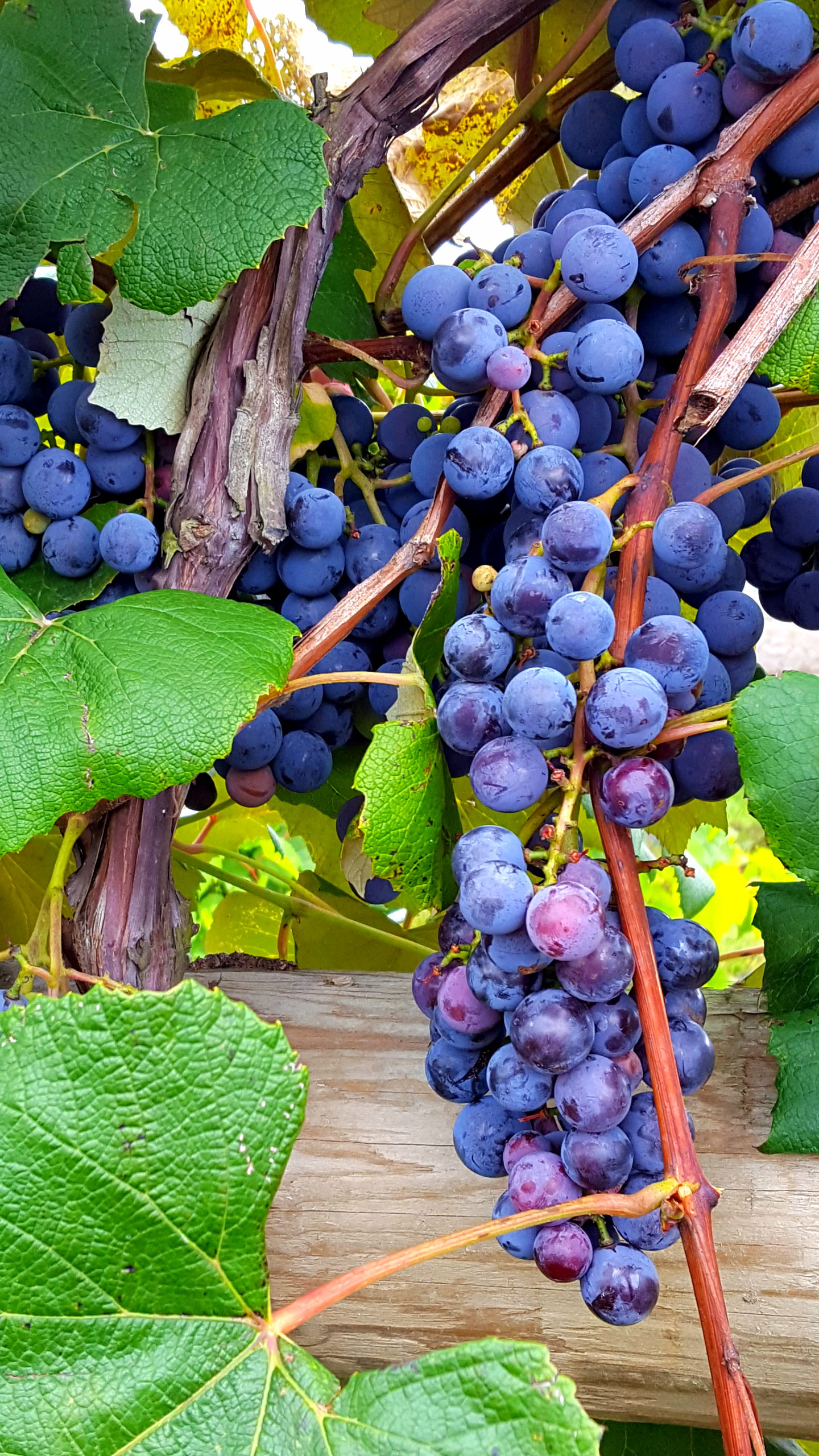 Concord grapes Samascott Orchard Kinderhook,New York [OC][1440x2150