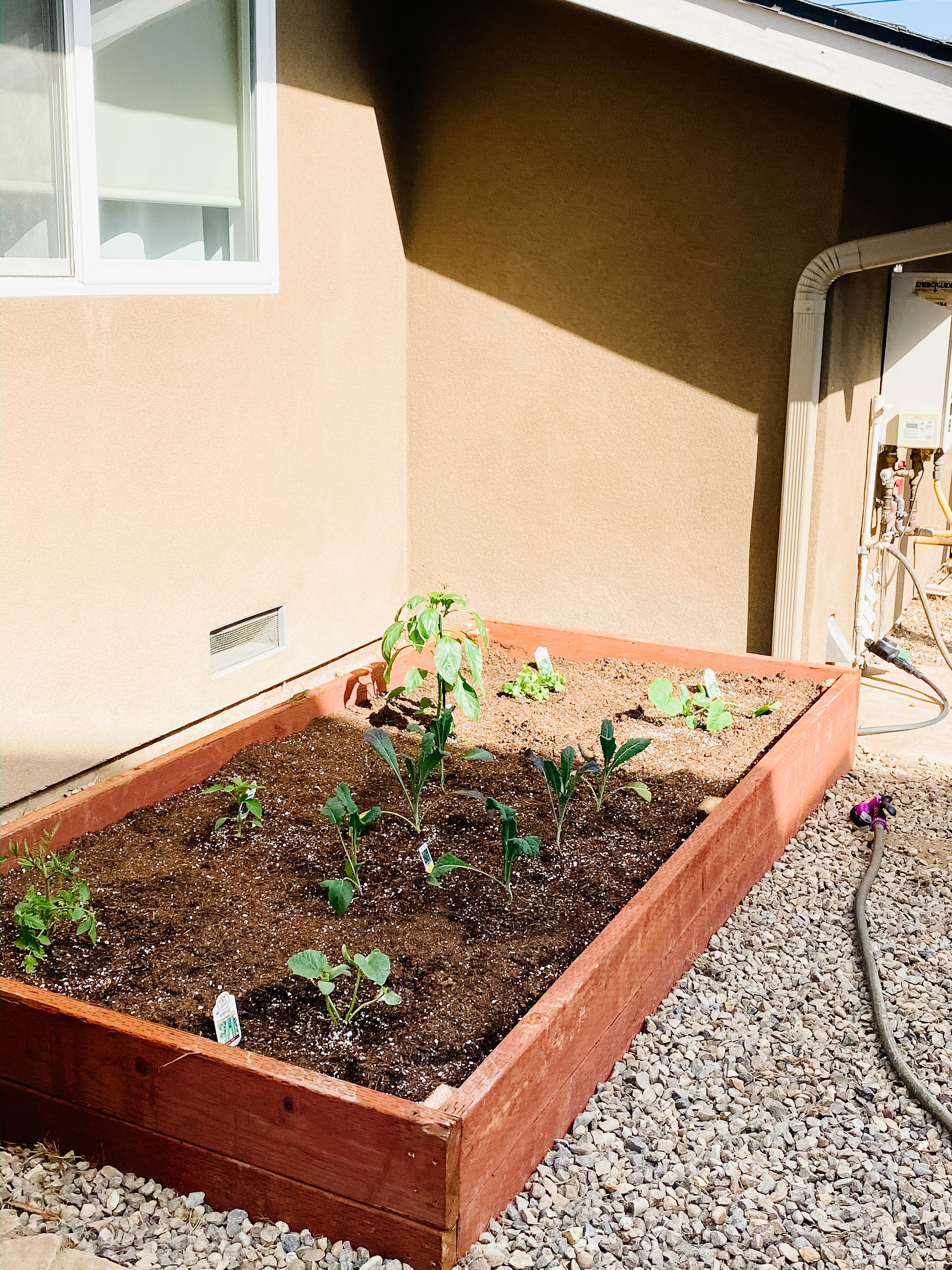 Built a garden this week.Please share any tips on gardening in San
