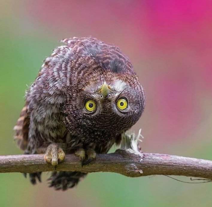 The way owls can rotate their heads are amazing. I get a sore neck just