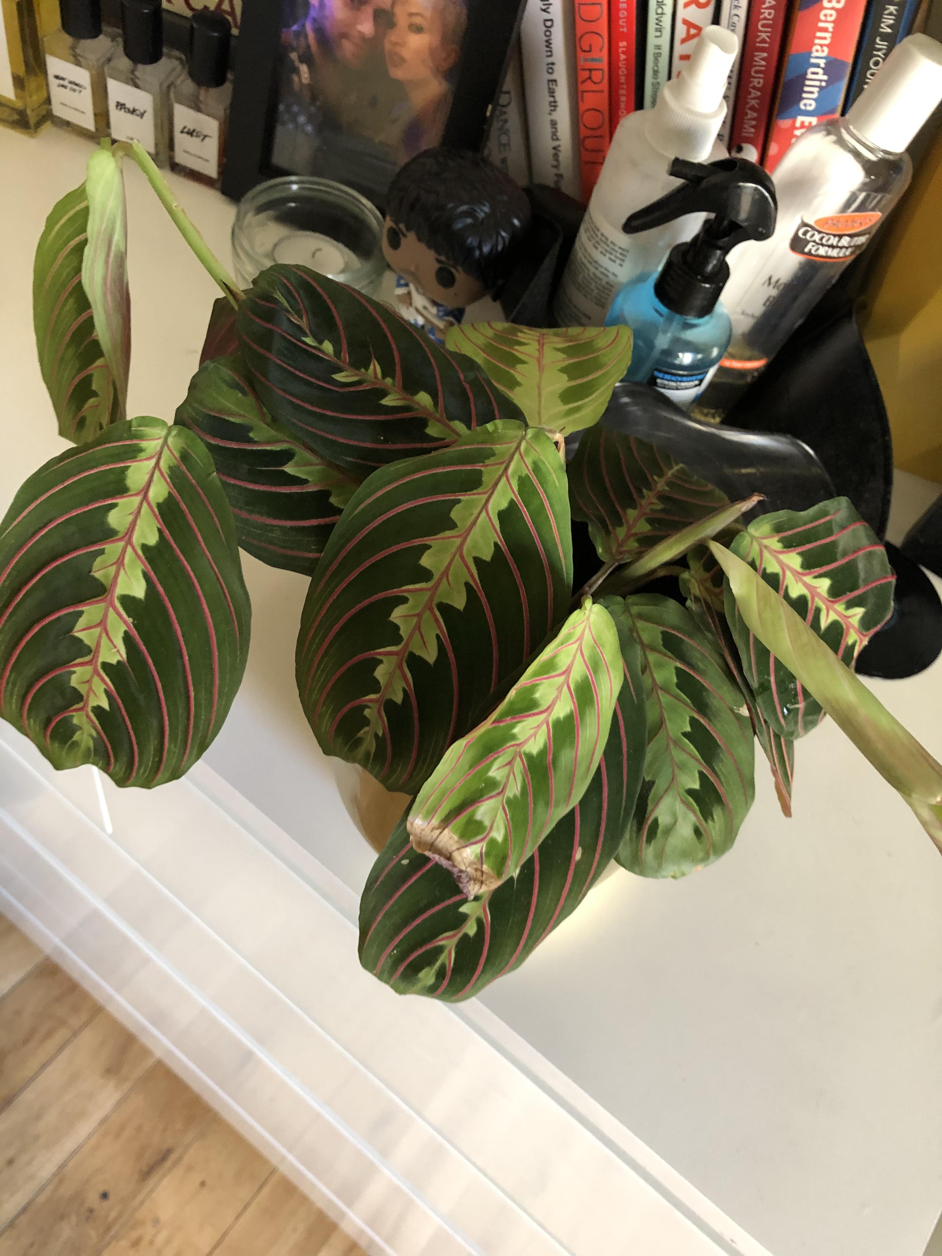 Why is my prayer plant drooping all the time? Brown spots on new leaves