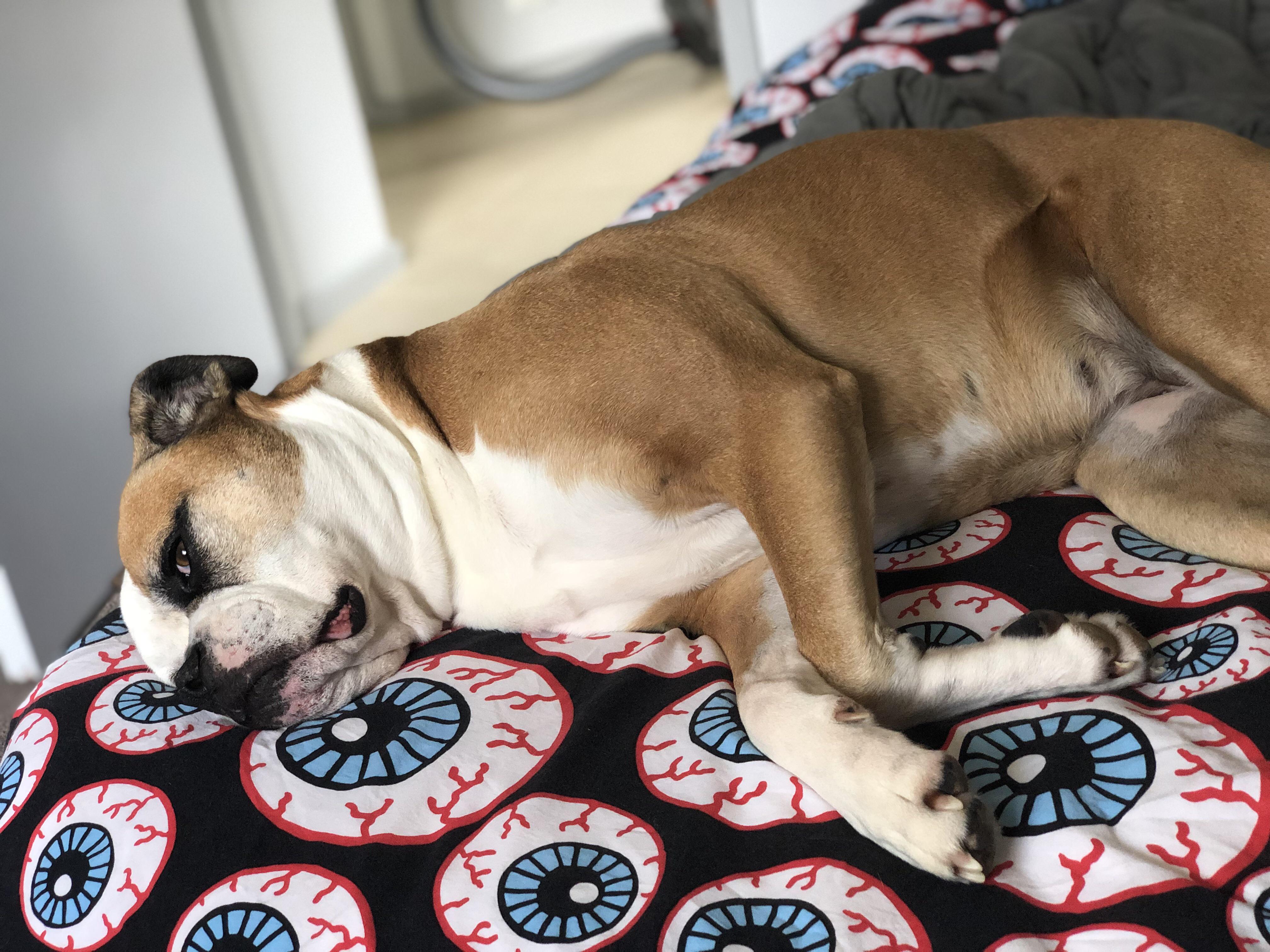 Neck rolls!!! r/americanbulldog