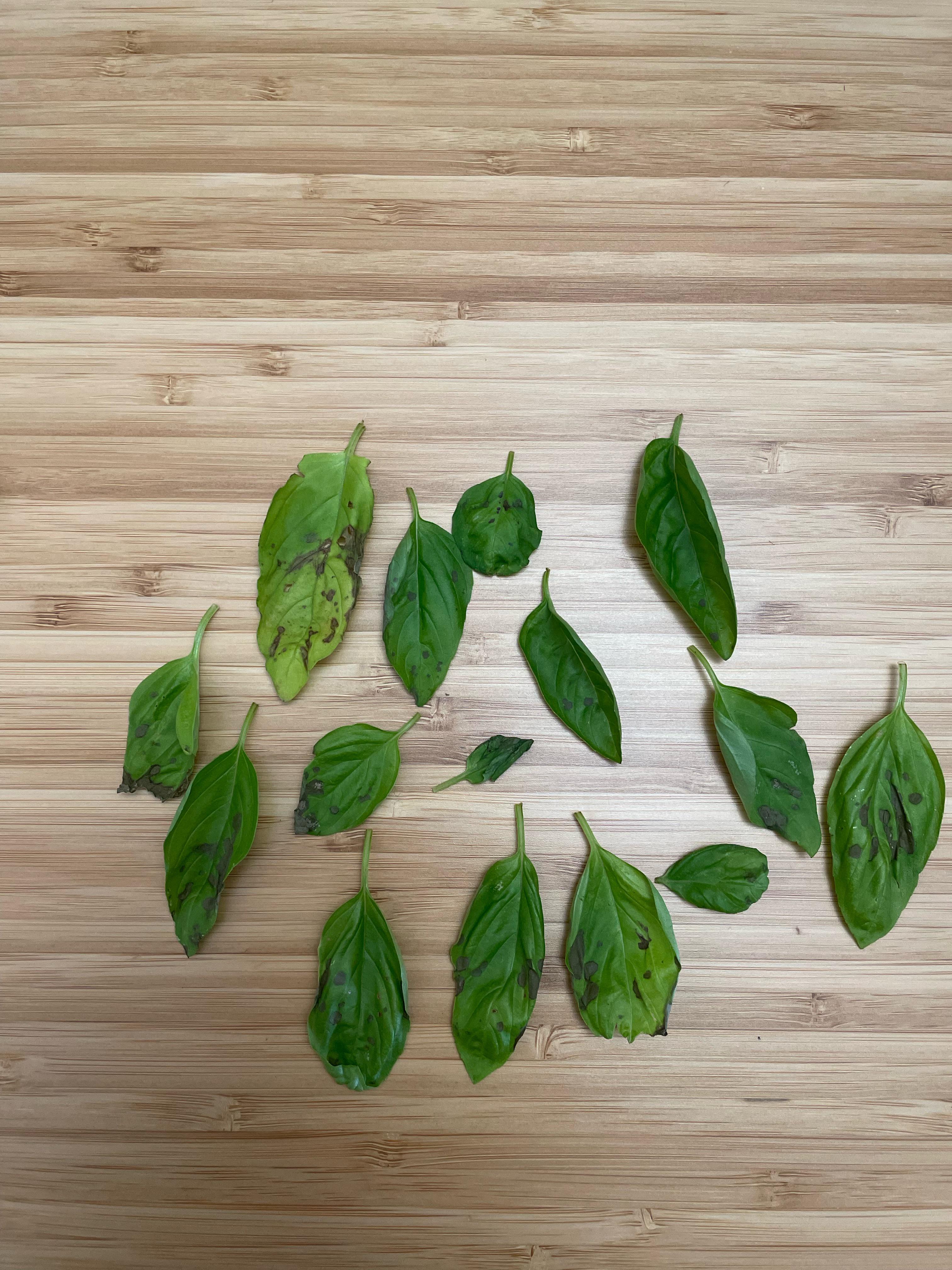 Brown spots on my basil plant but not on the stems.. what’s wrong? r