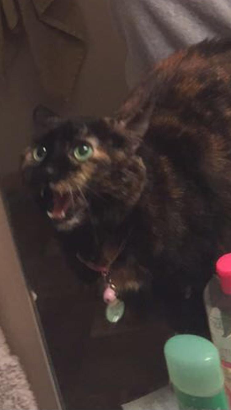 This beautiful idiot is a menace that pees on all my bath mats. How do