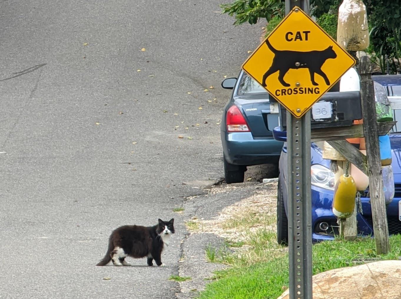 this cat crossing sign r/mildlyinteresting