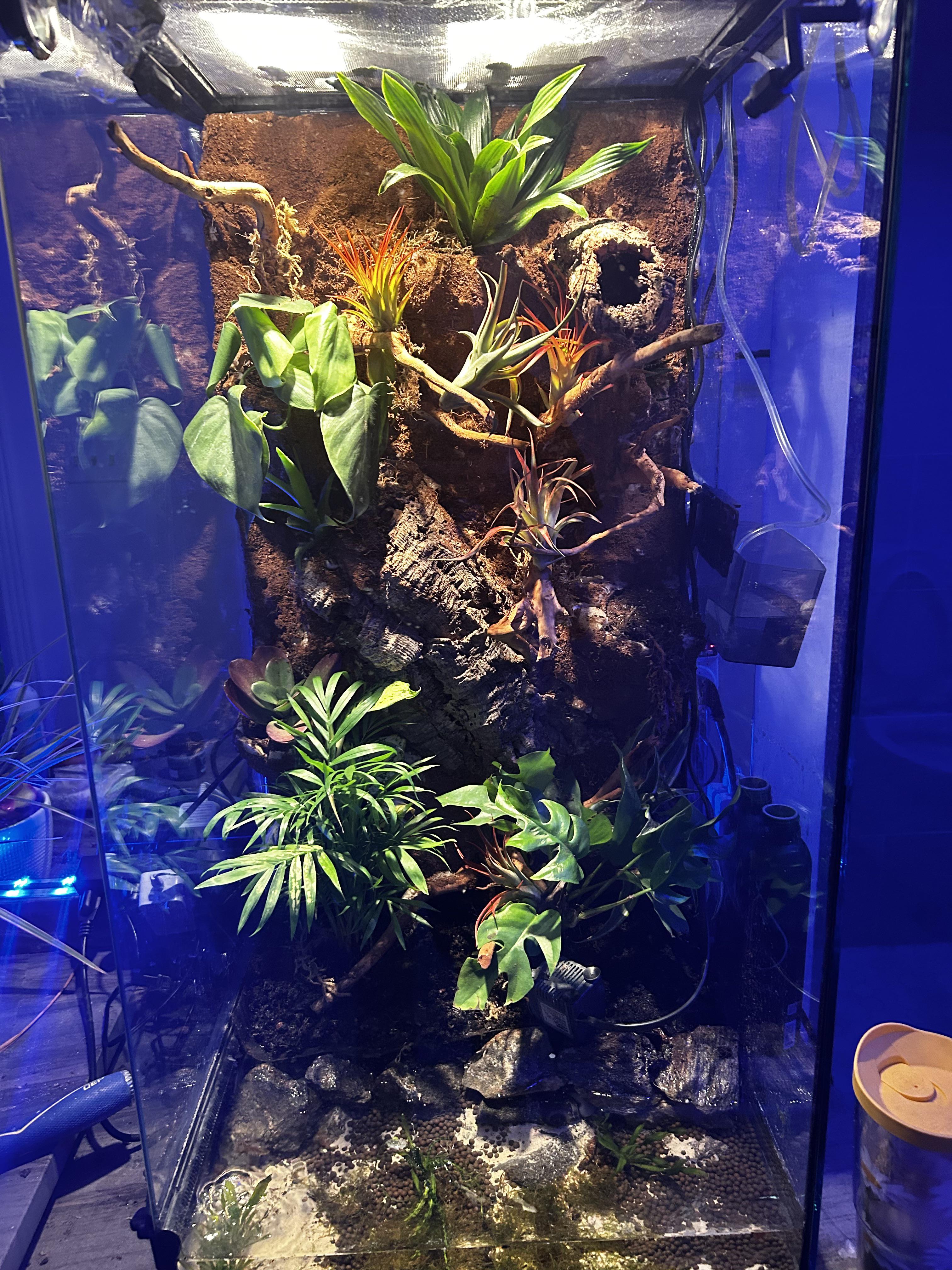 1061 best r/vivarium images on Pholder What critter would this