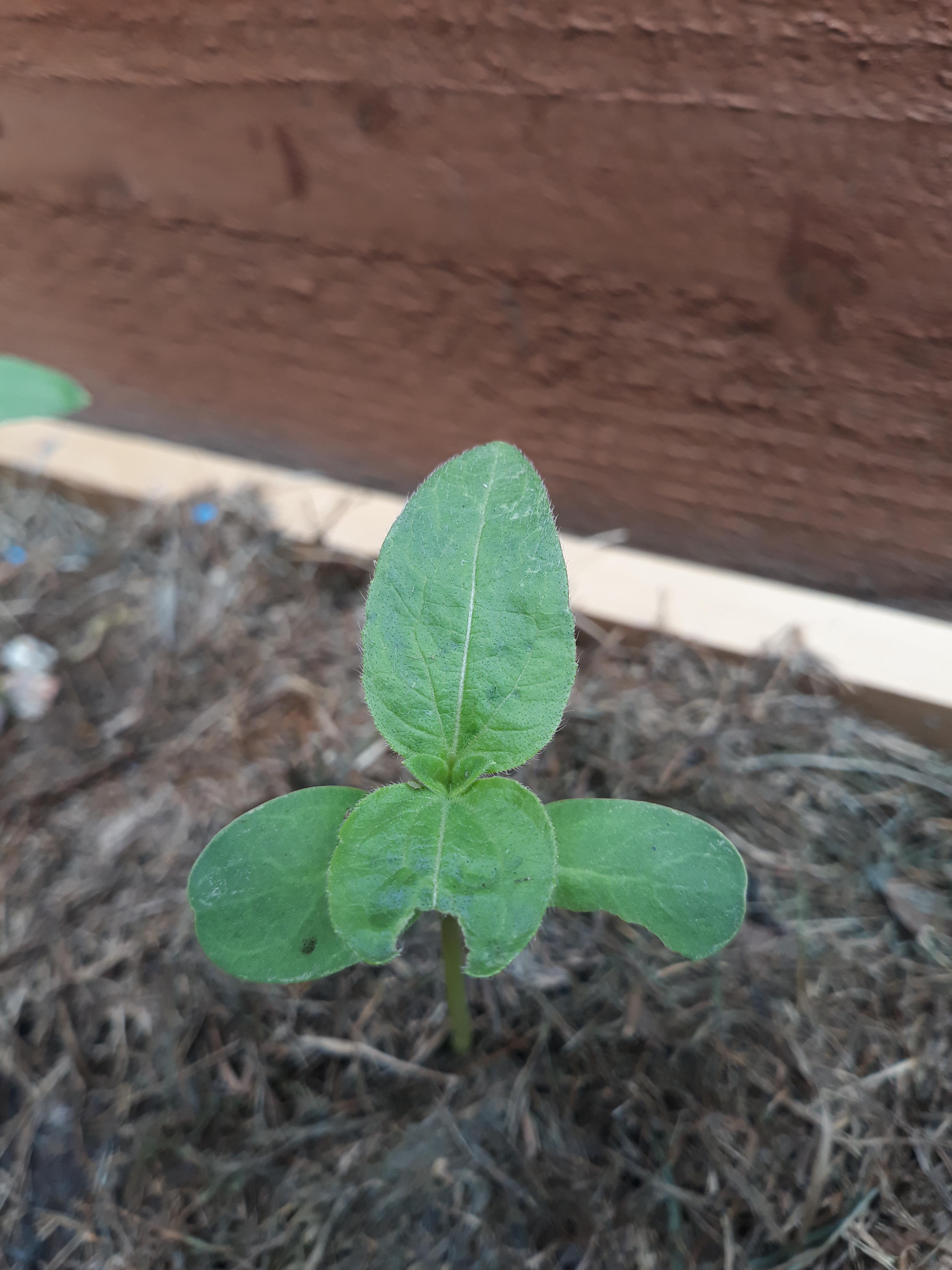 What could be eating my sunflower seedlongs? There are many others like