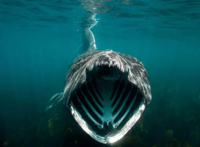 Whale shark's open mouth truly terrifying r/natureismetal