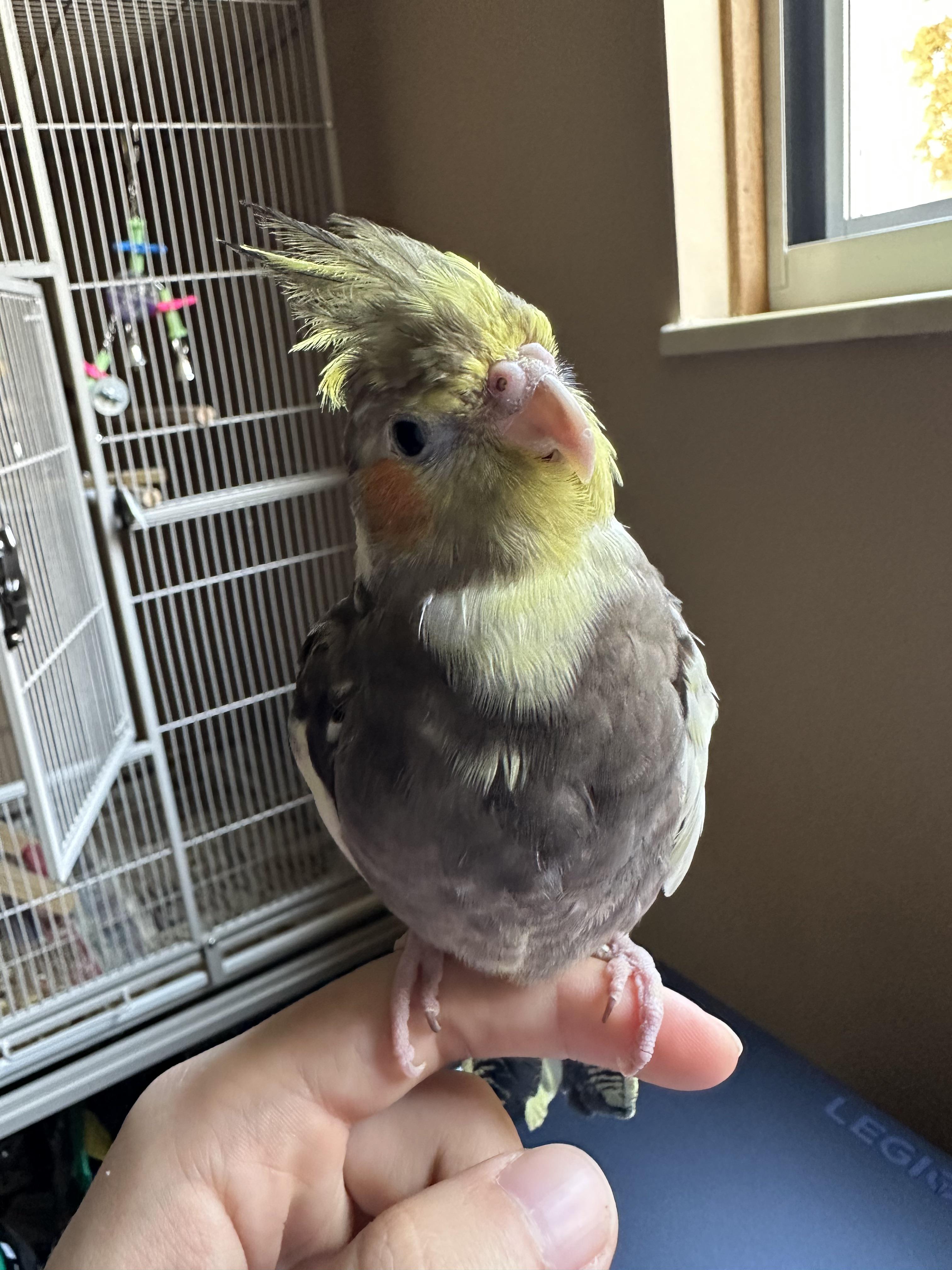 Update on Yoshi since the vet visit he’s perfectly fine! Vet didn’t