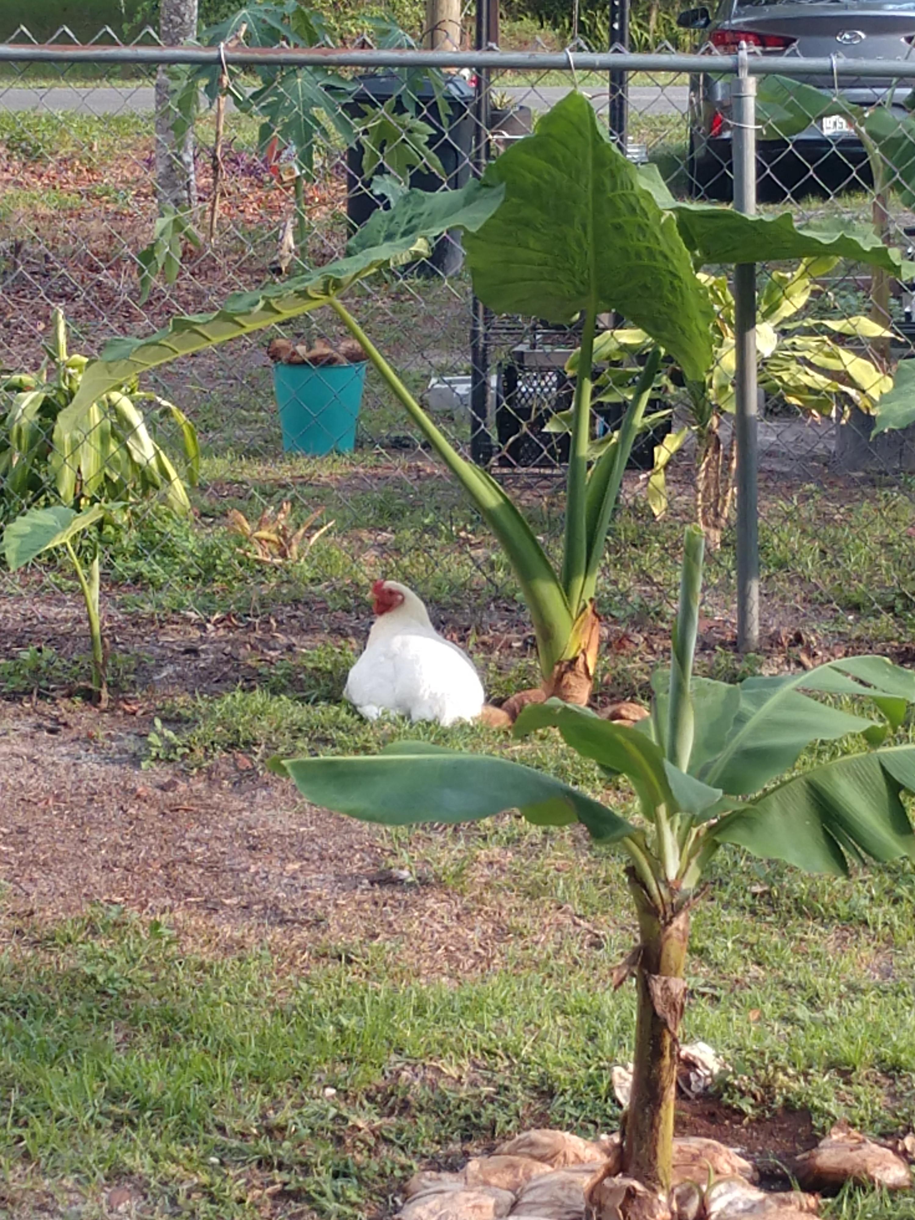 She loves relaxing under my elephant ears and banana plants. r/BackYardChickens