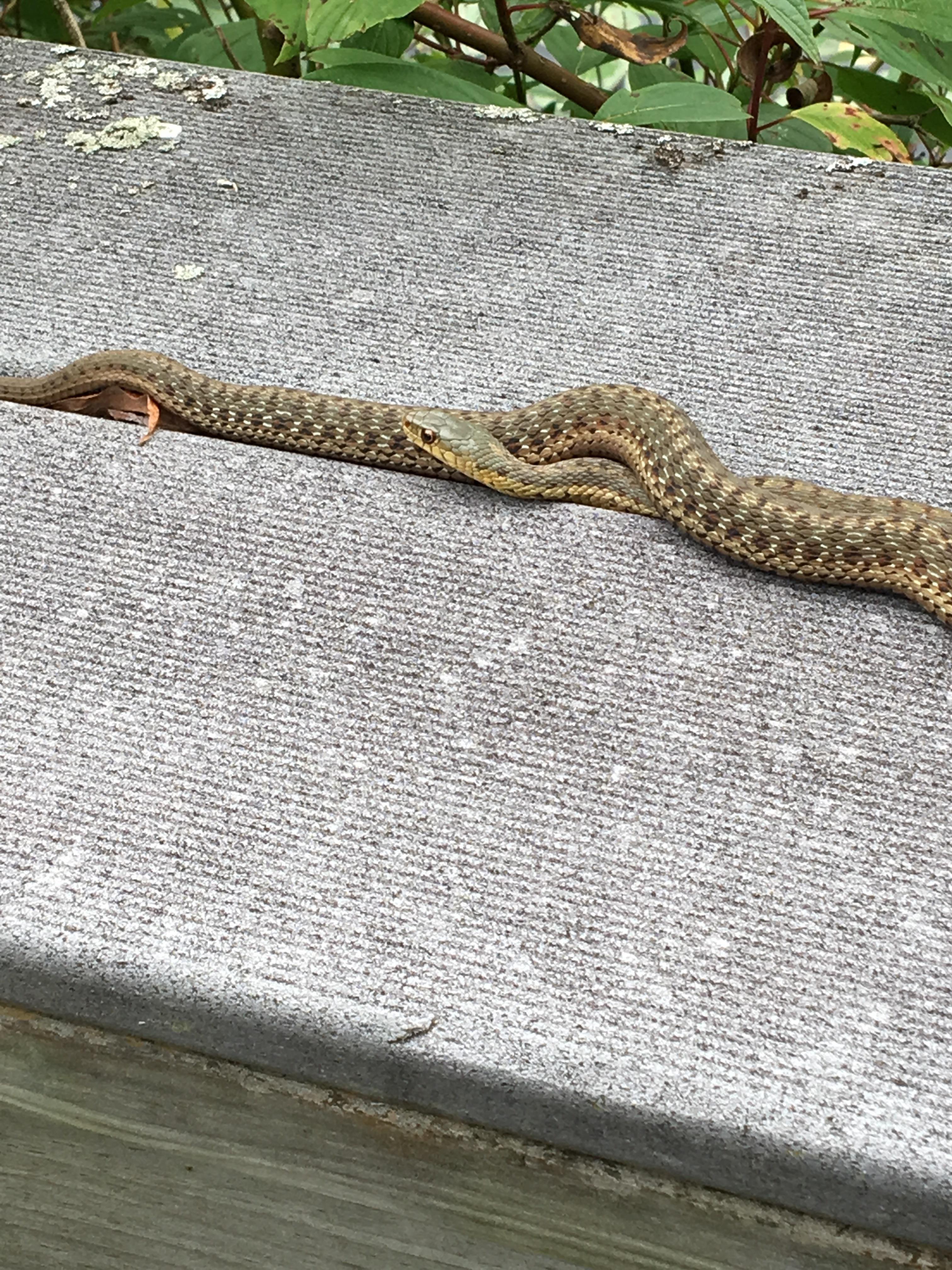 Eastern garter snake? Central New York whatsthissnake