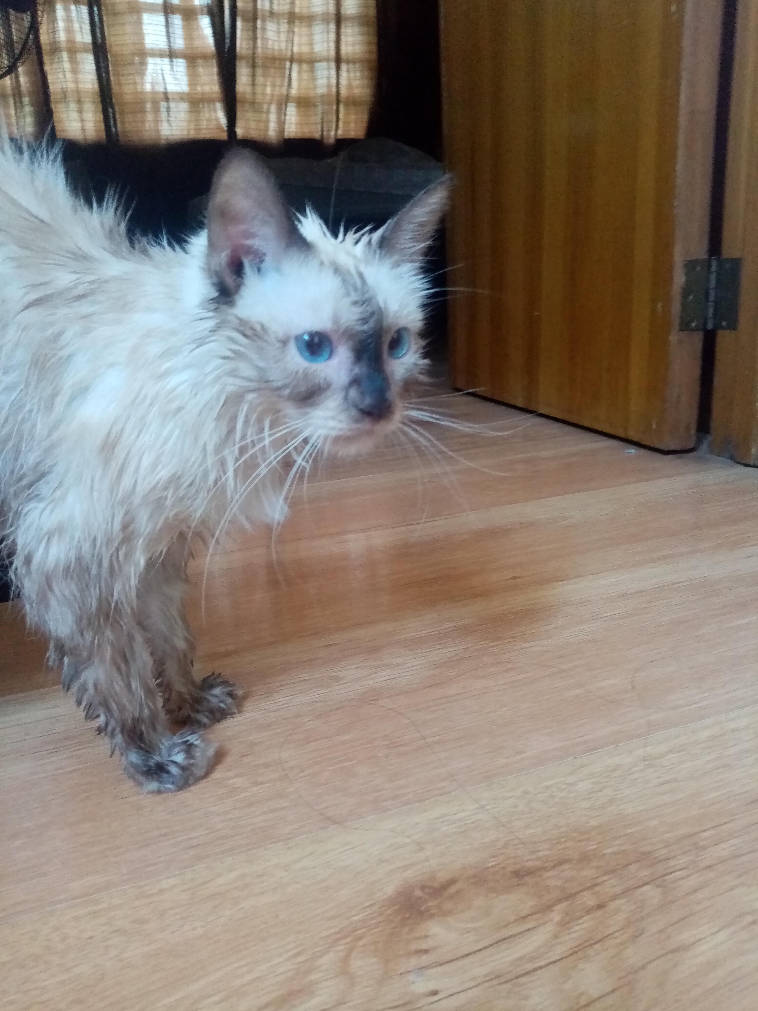 After shower sunbathing r/cats