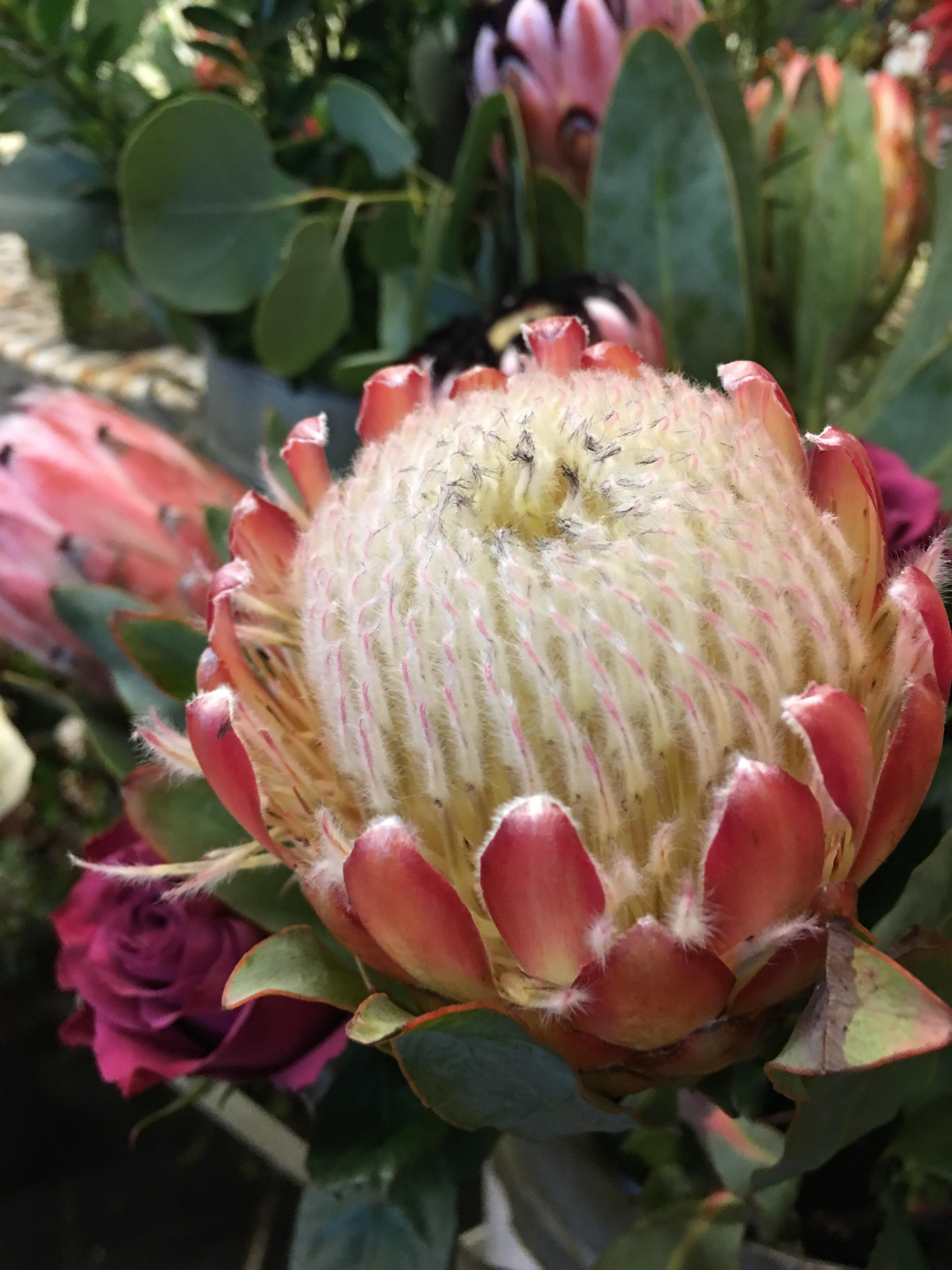 Flower shop beauty can anyone put a name to this curious flower found