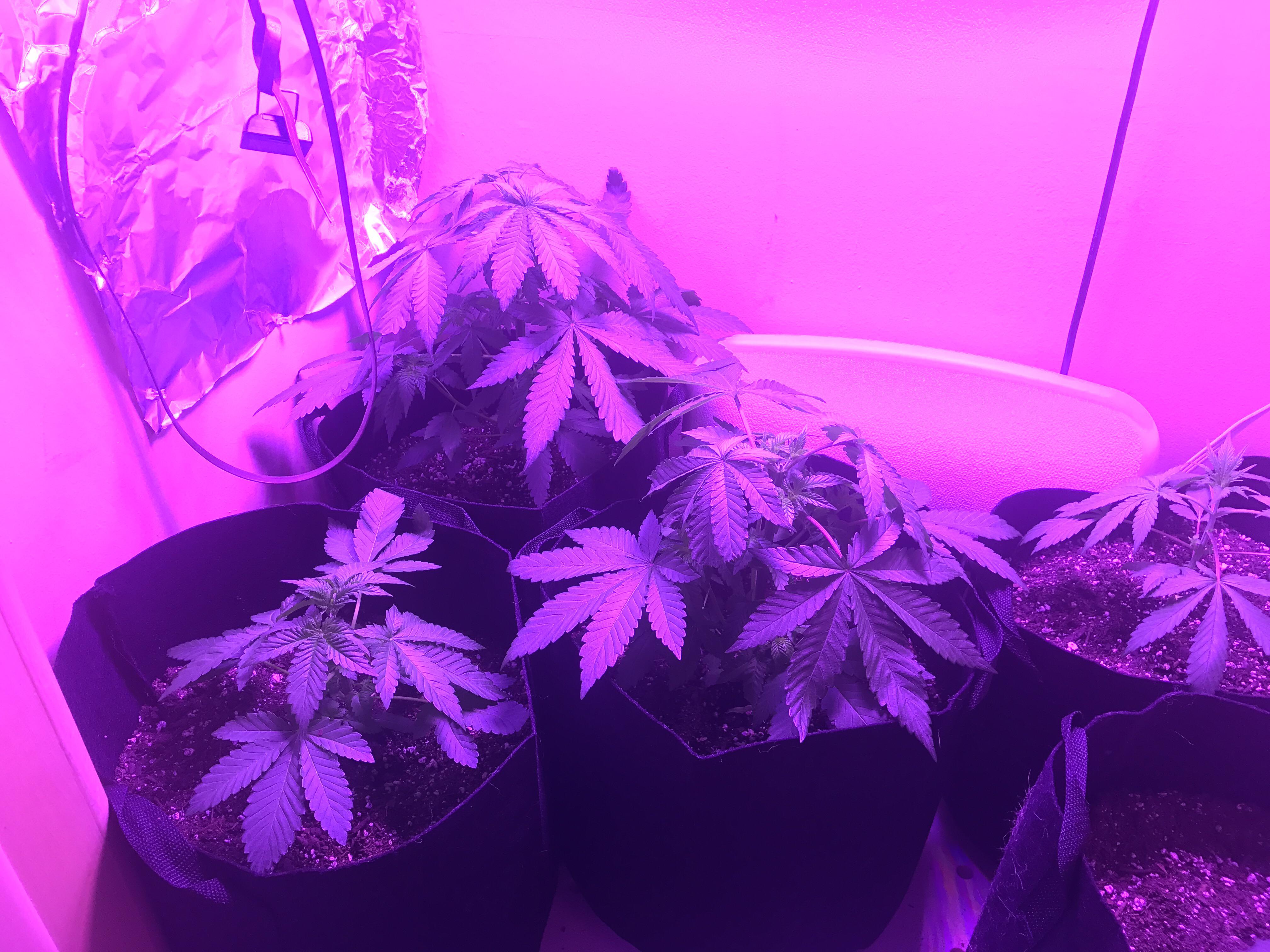 My plants droop before the lights go off and are perky by the time it's