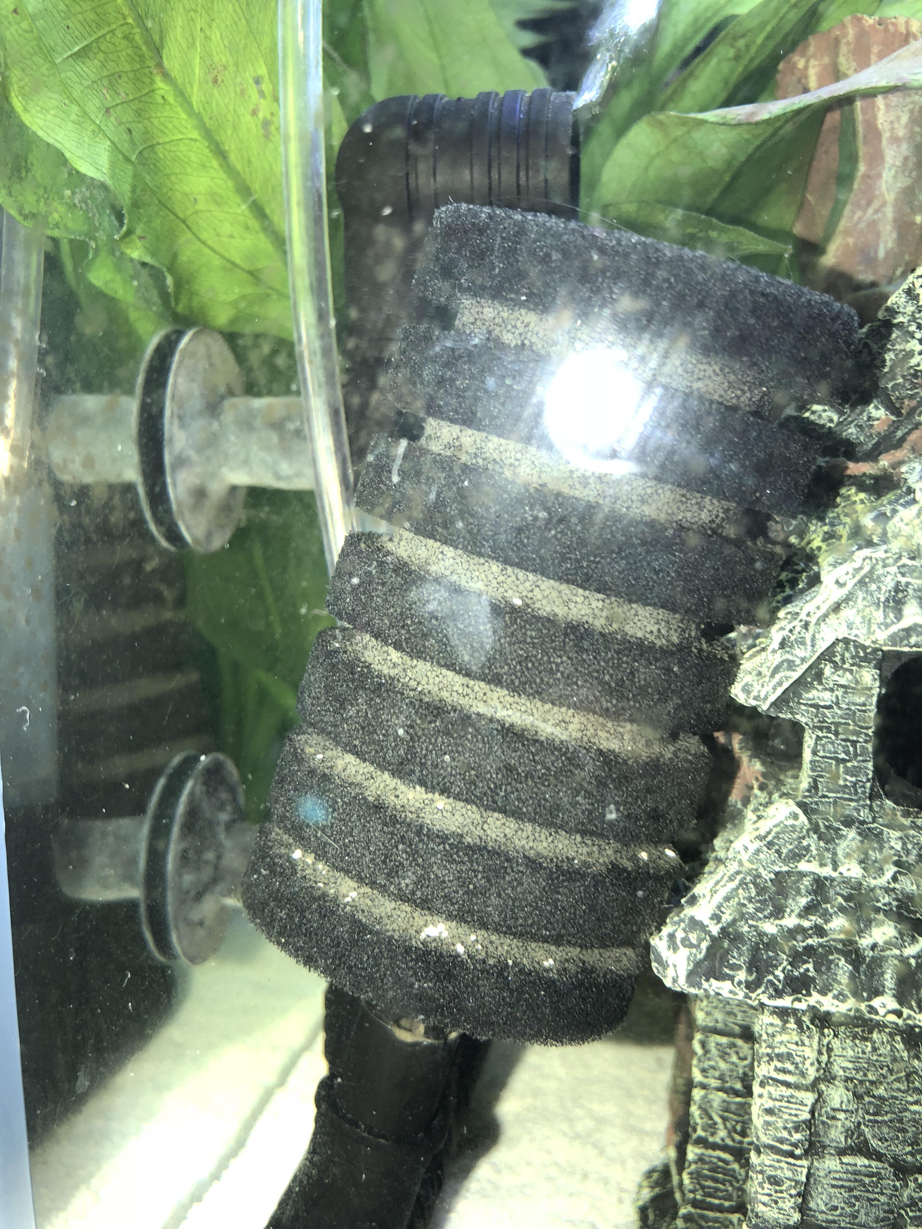How to tell if sponge filter is cycled r/Aquariums