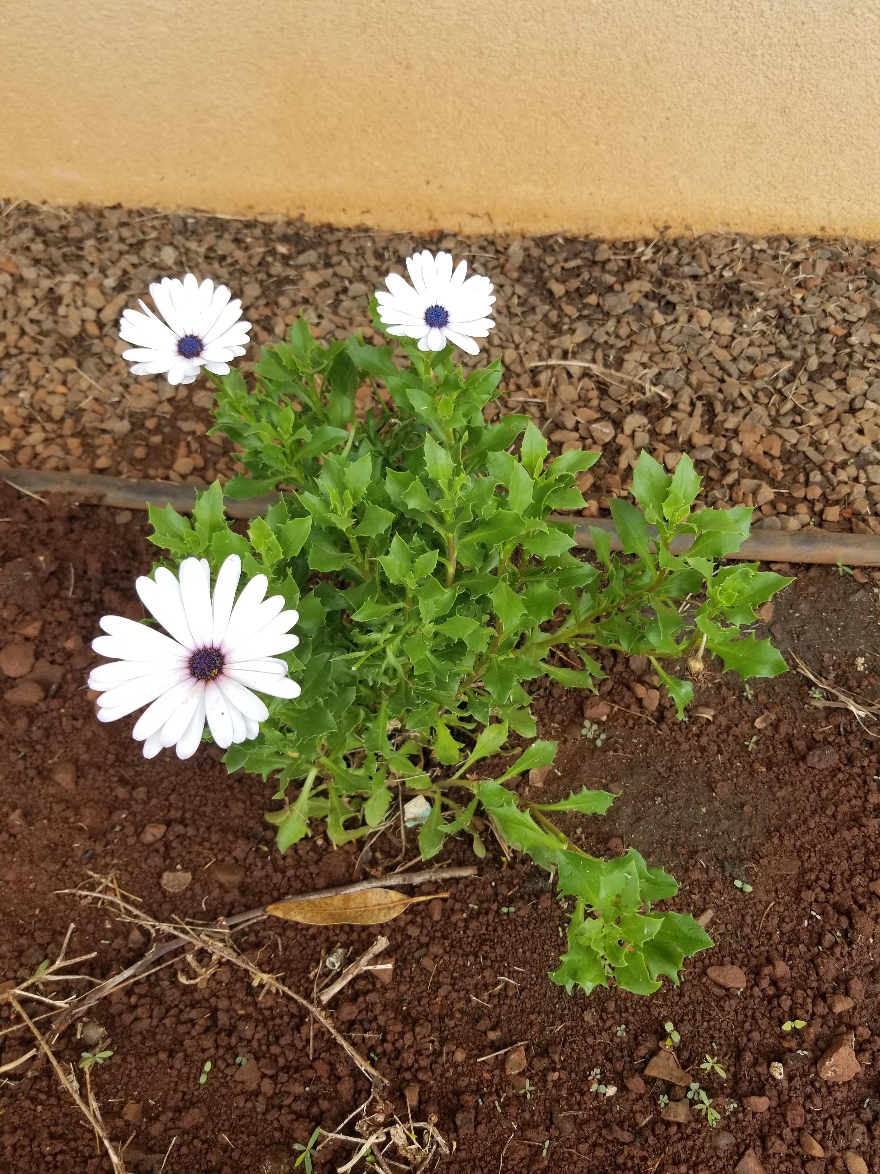 What kind of flowers are these? They are a very light blue and close up