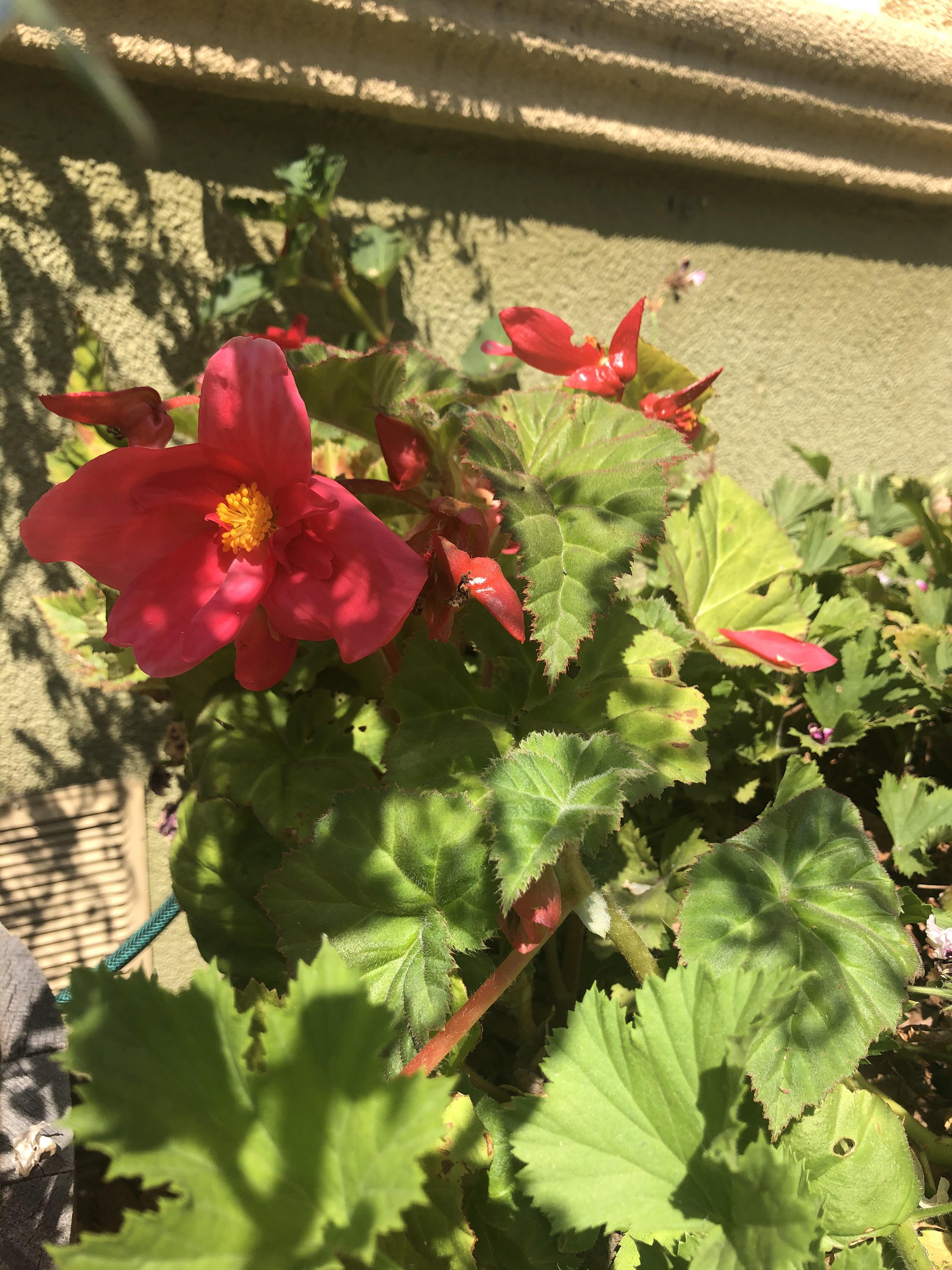 I thought my begonias didn’t take...turns out they were hiding behind