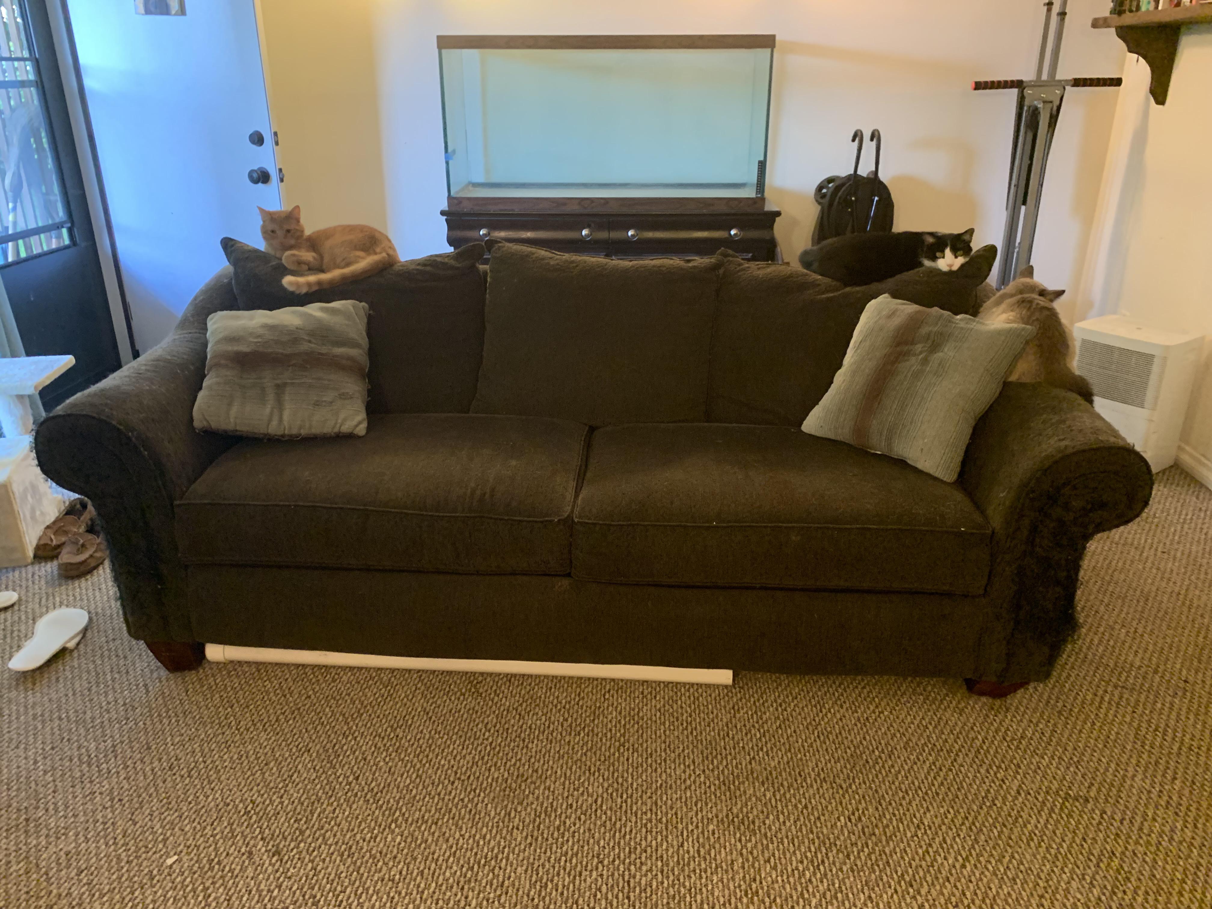 Free couch and/or fish tank. PM me for details r/akron