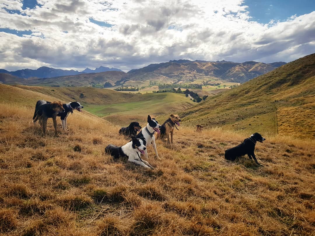 Office with a view. Working dogs in Kekerengu, New Zealand. r