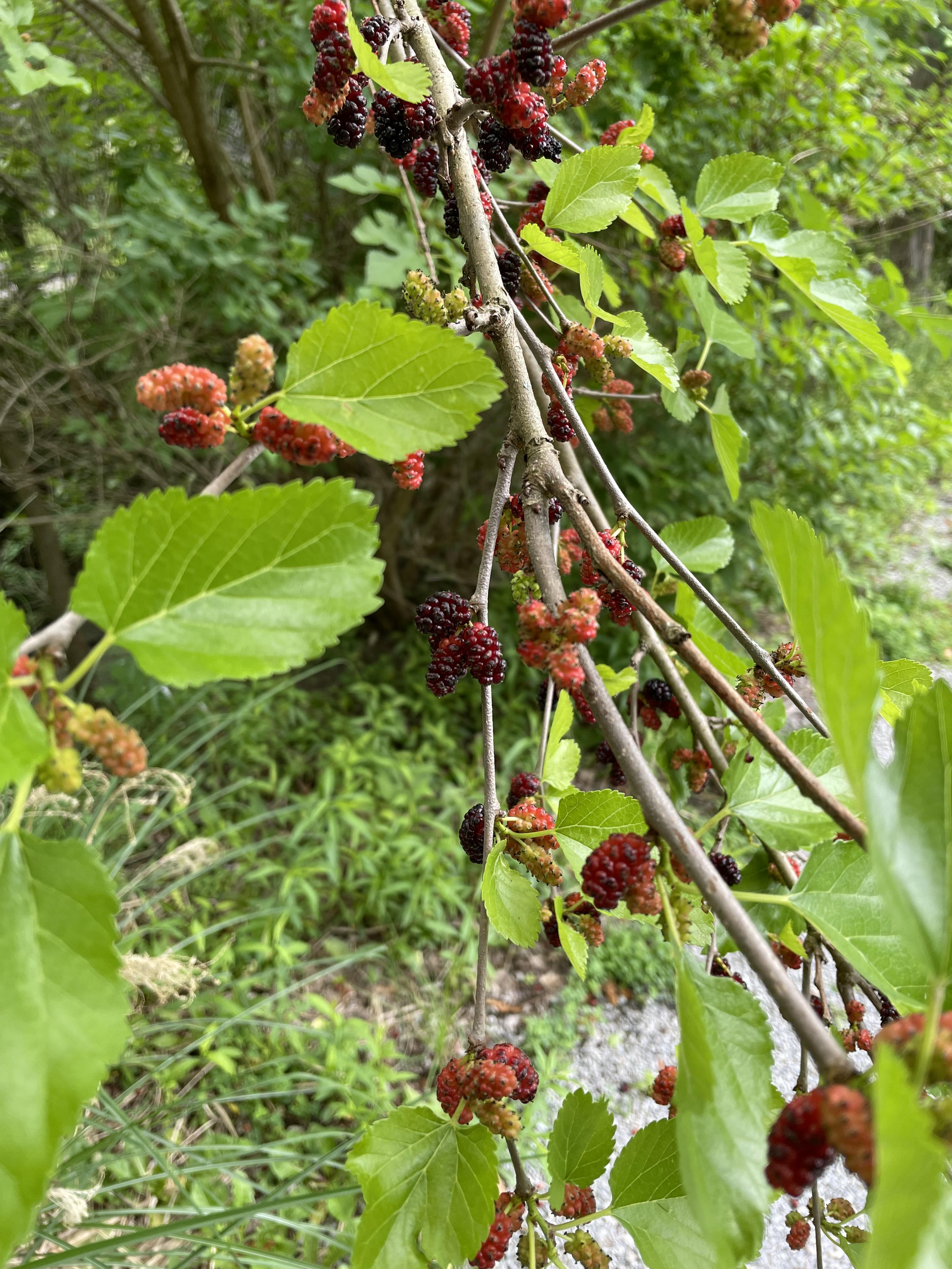 Help identifying a berry, Western PA r/foraging