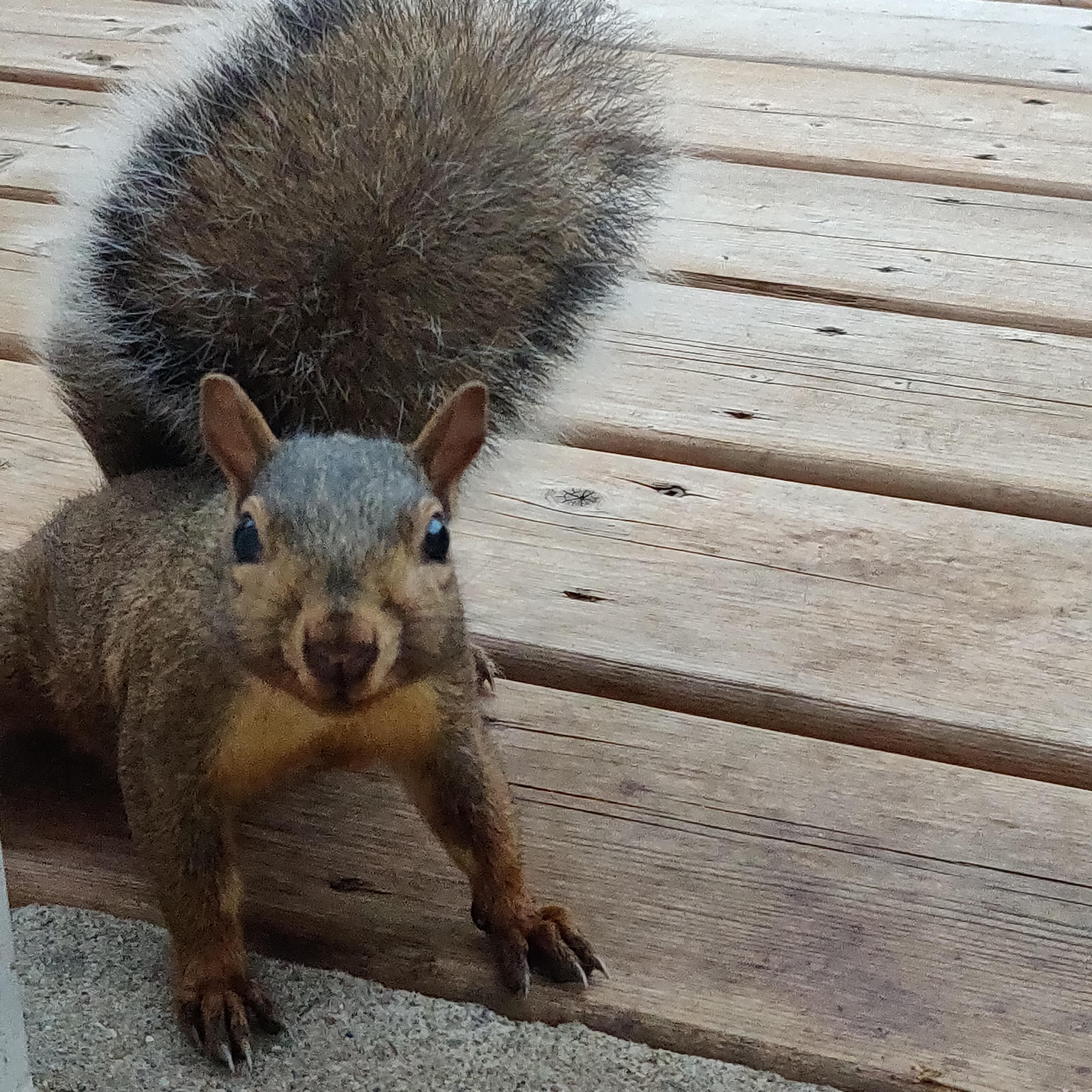 Picture of the beautiful squirrel who bullies the other squirrels off