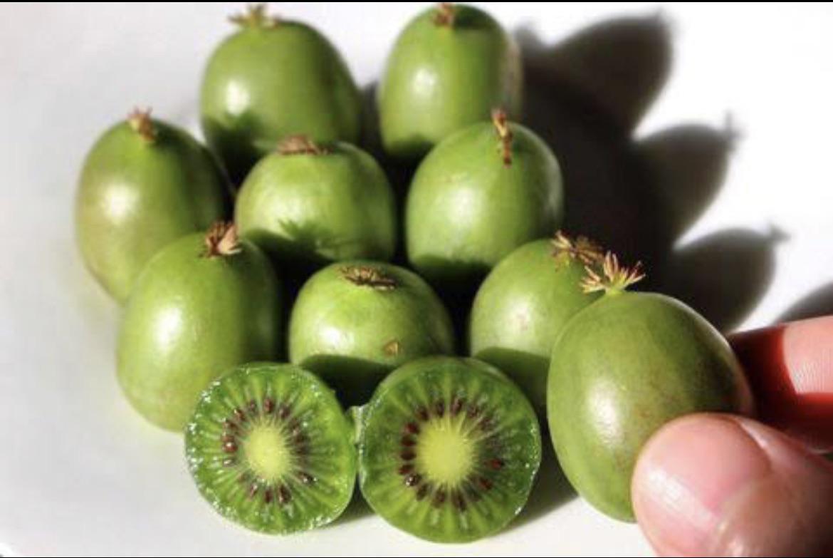 These are Kiwi Berries. A kiwifruit the size of a grape that has edible