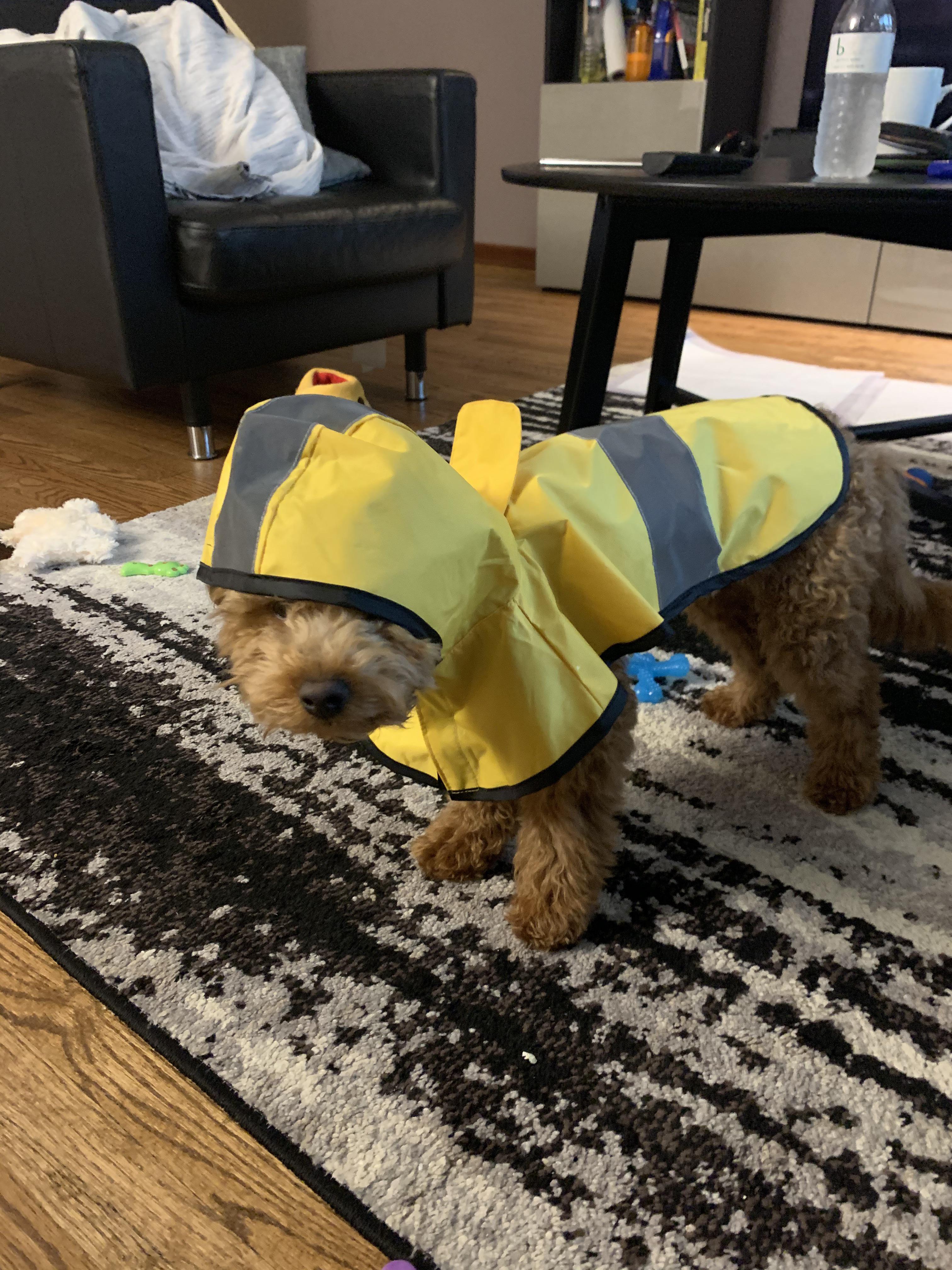 Teddi got a new raincoat🐕 r/Goldendoodles