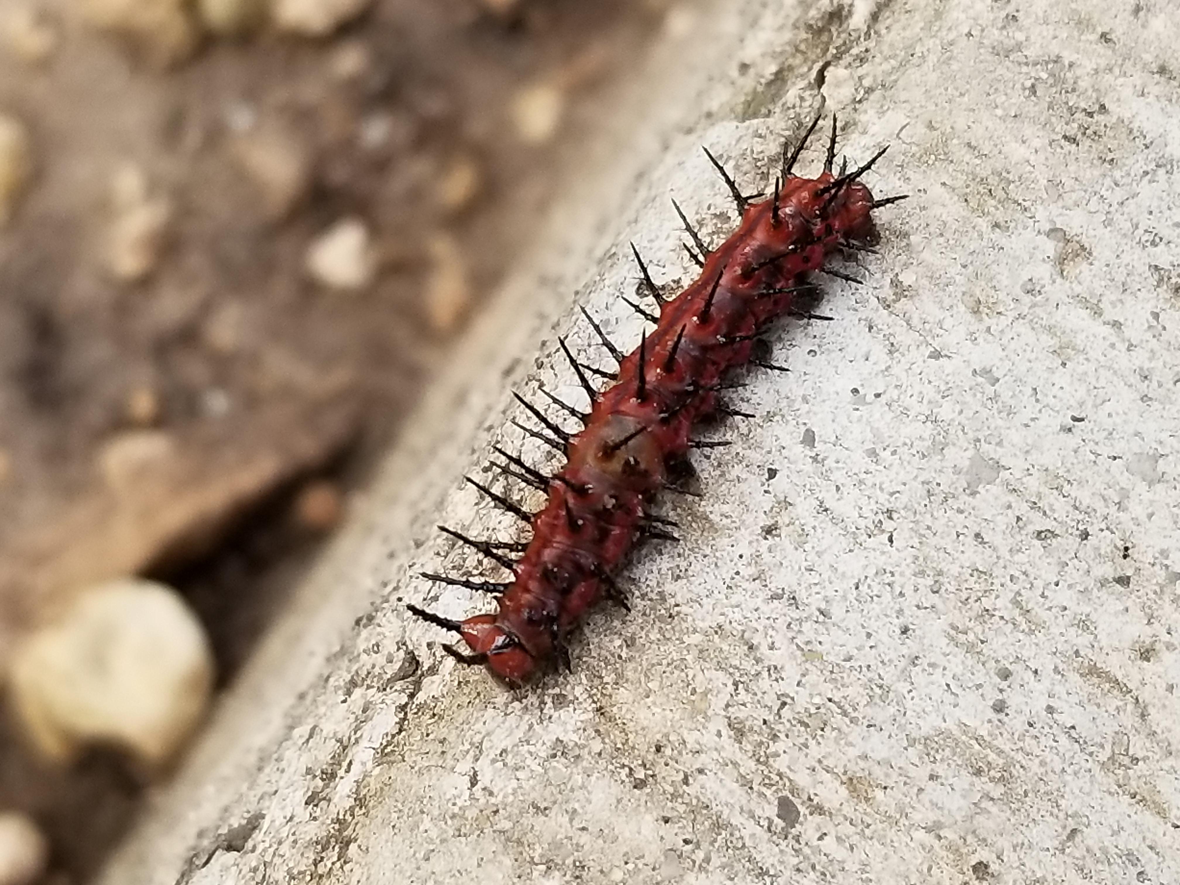 Spikey caterpillar [San Antonio, TX] r/whatsthisbug