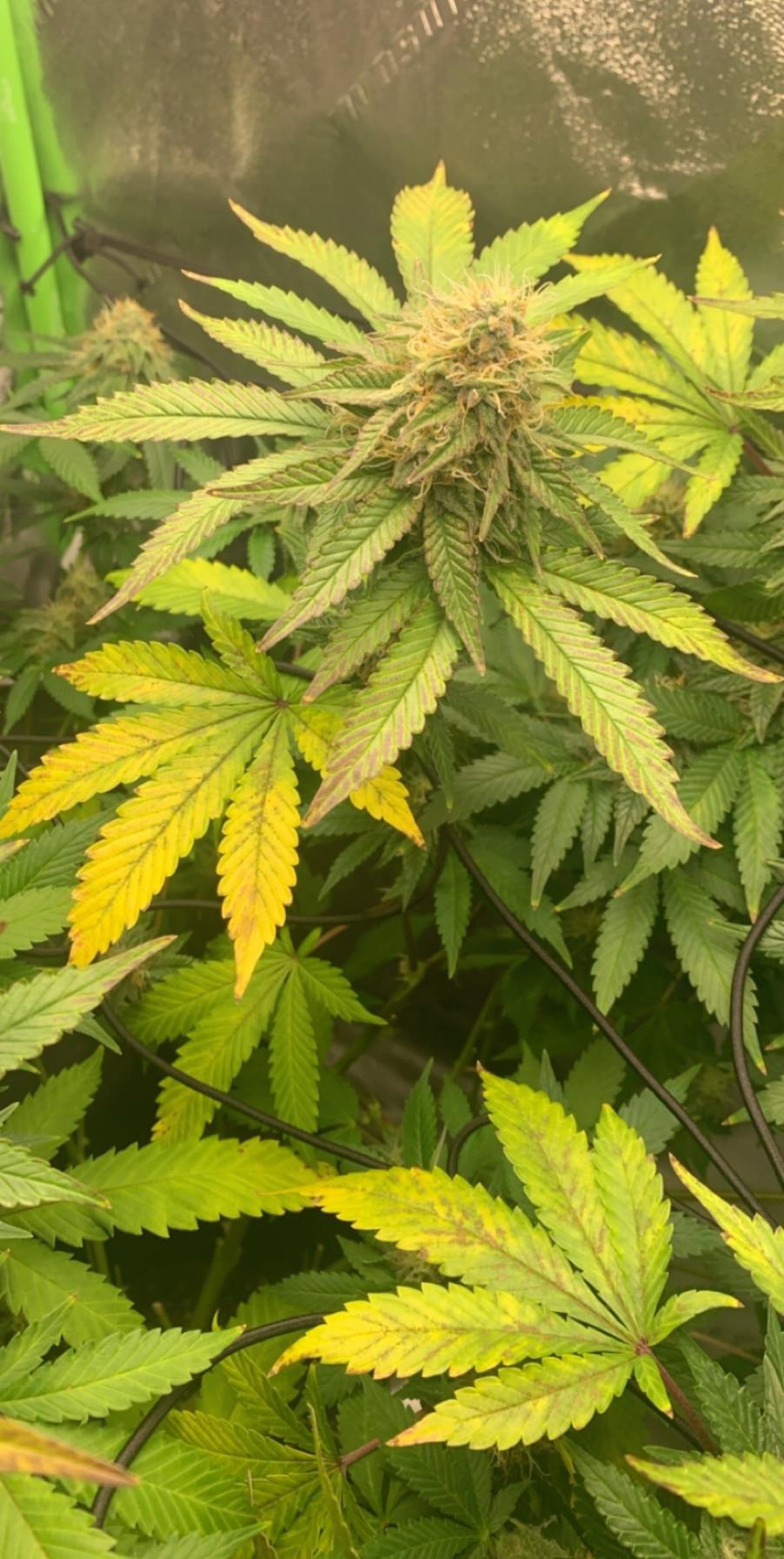 Noob here, leaves are turning yellow with brown spots. Kinda worried