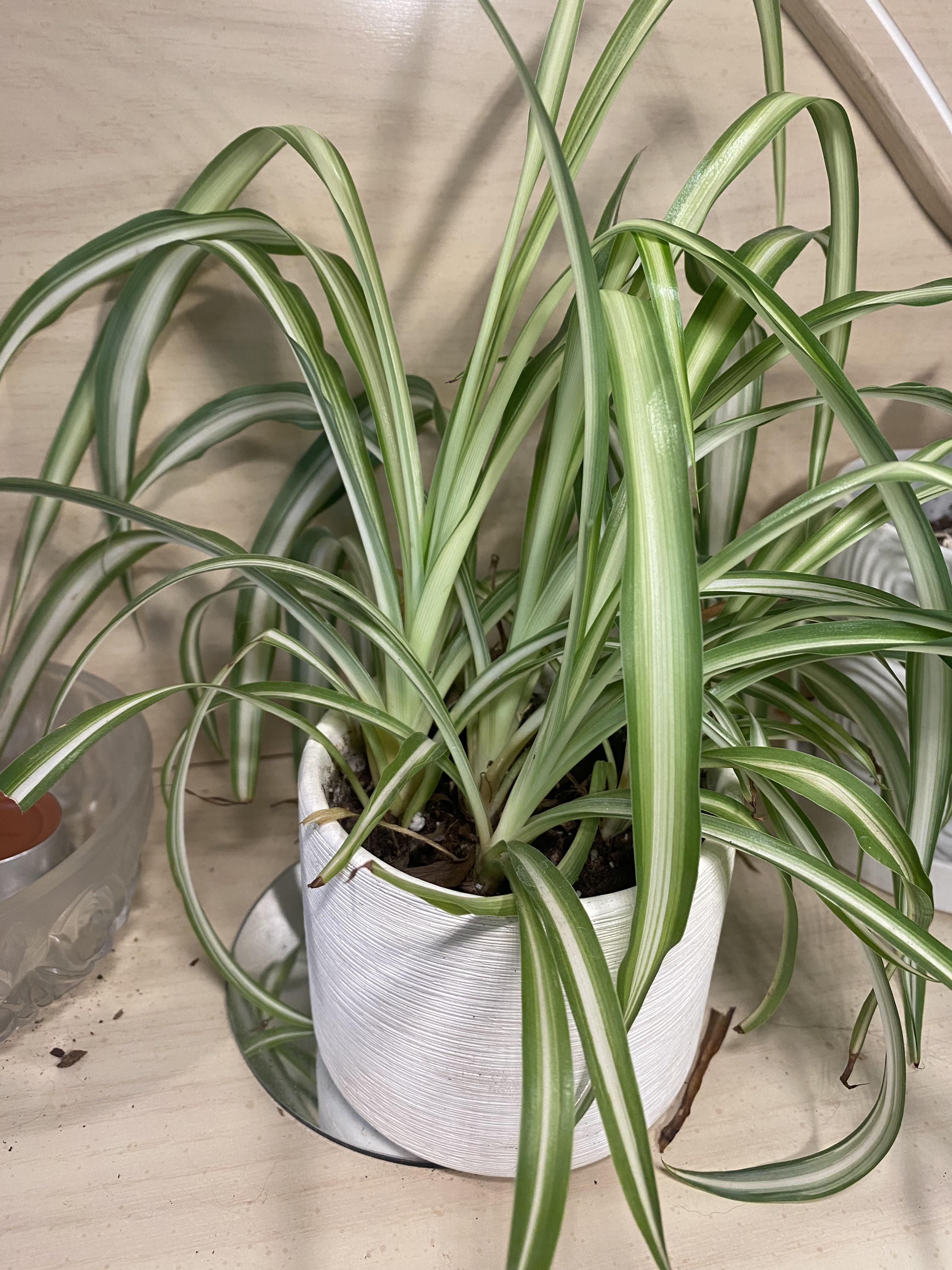 Does my spider plant need to be repotted? I don’t know why half of the