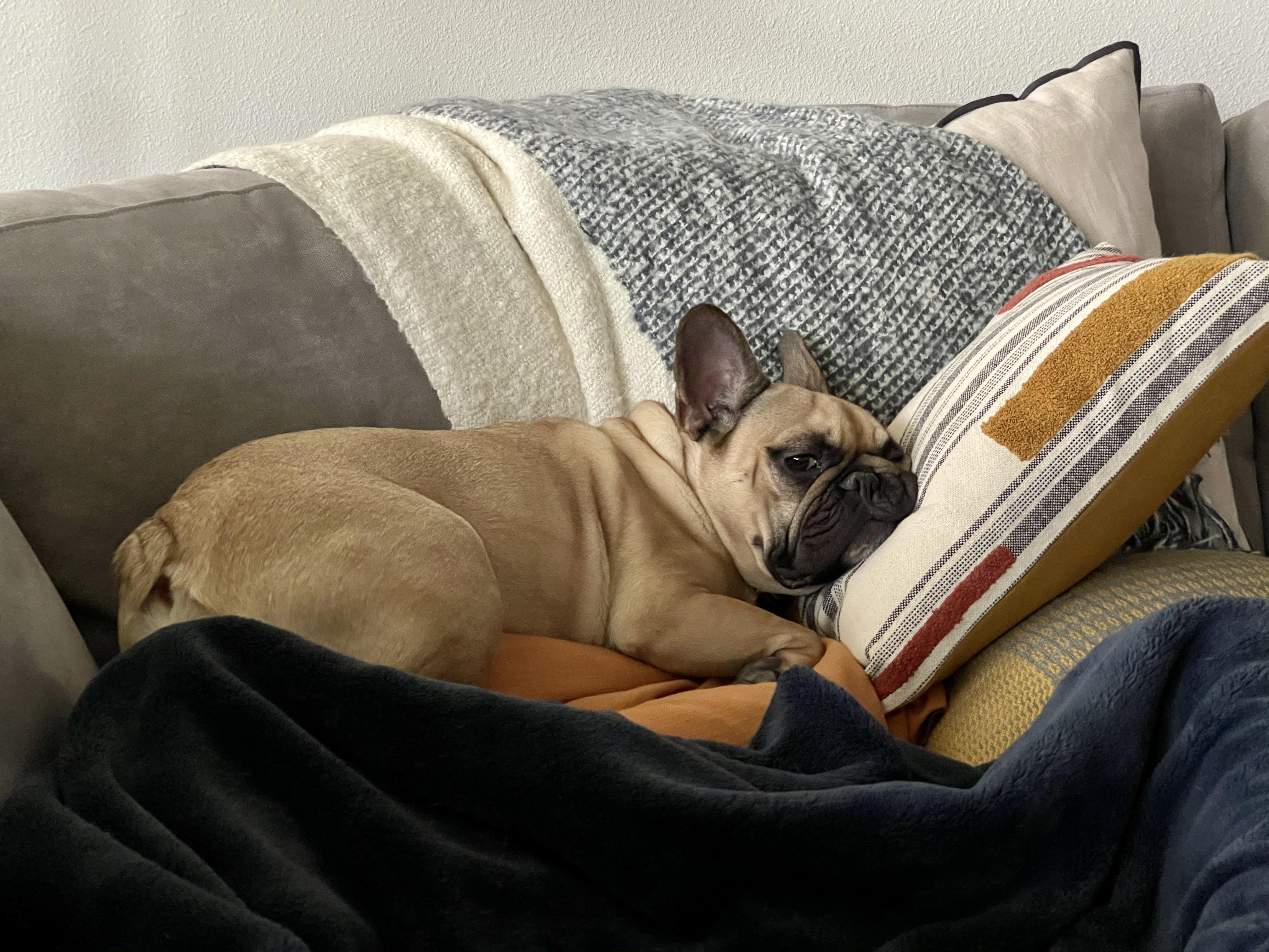 I likes dees new pillows. r/Frenchbulldogs