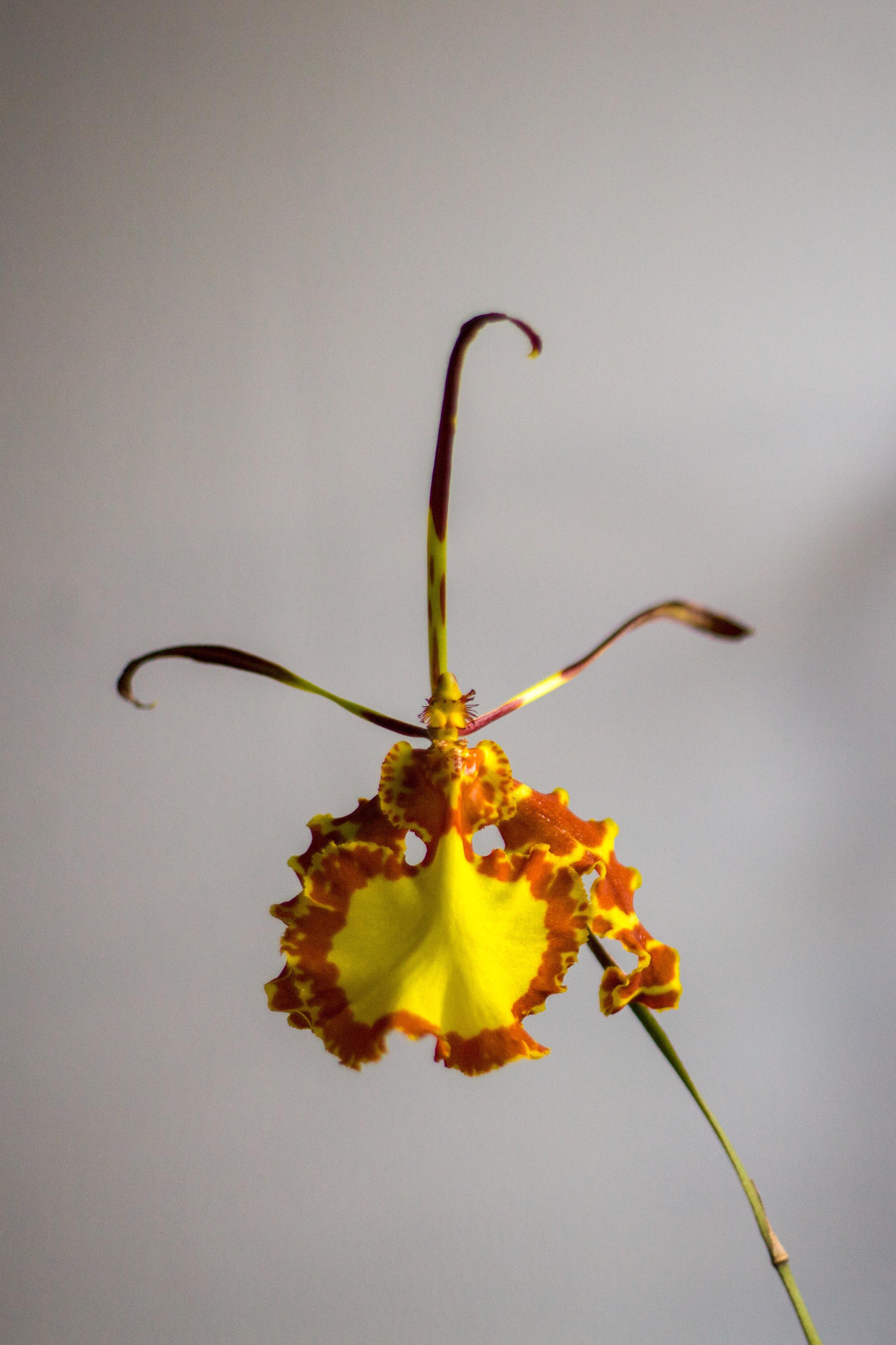 Psychopsis papilio never fails to impress. It blooms continuously if