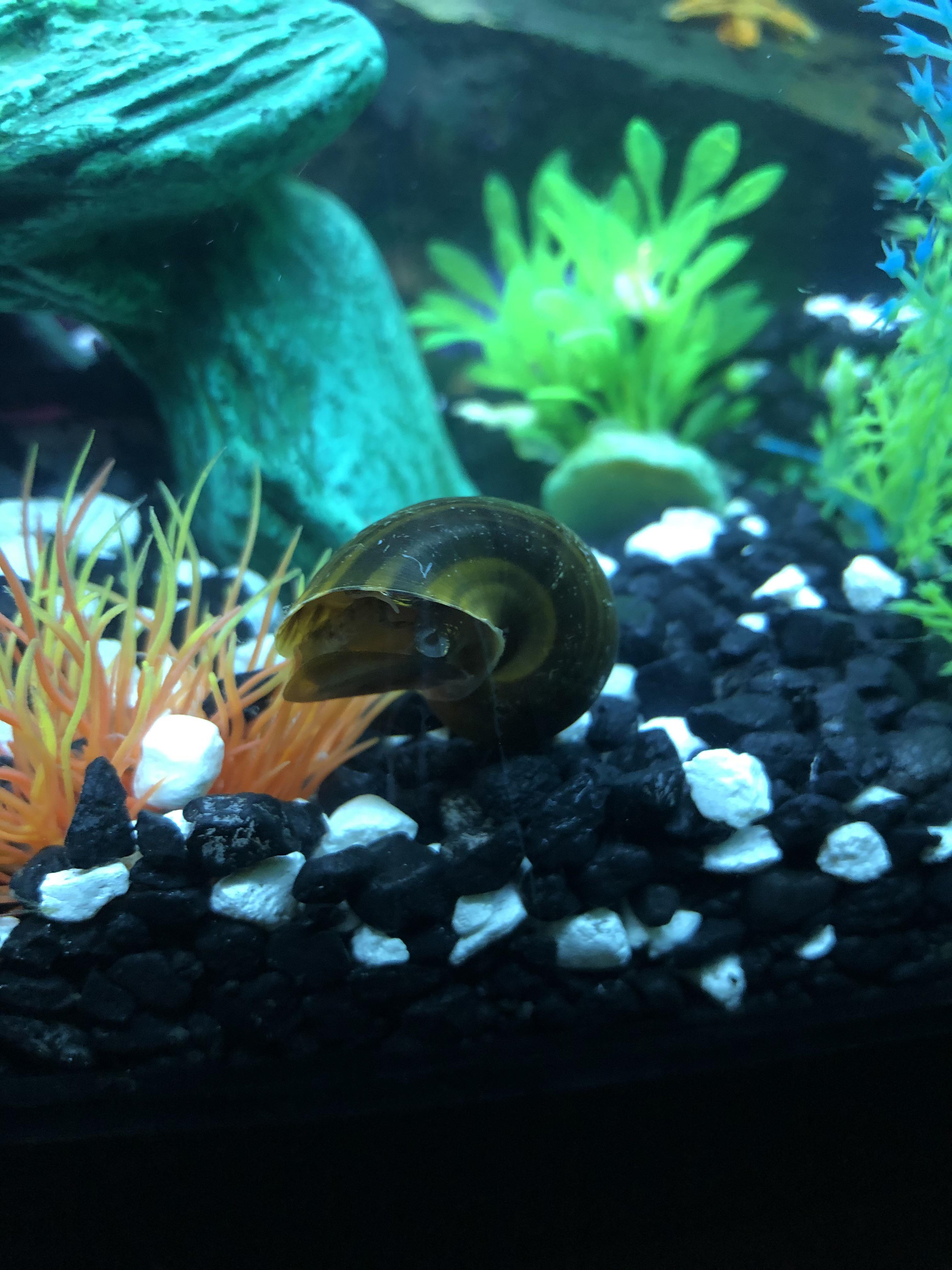 Snail Detached? Was floating, sunk, now seems a bit separated? Please