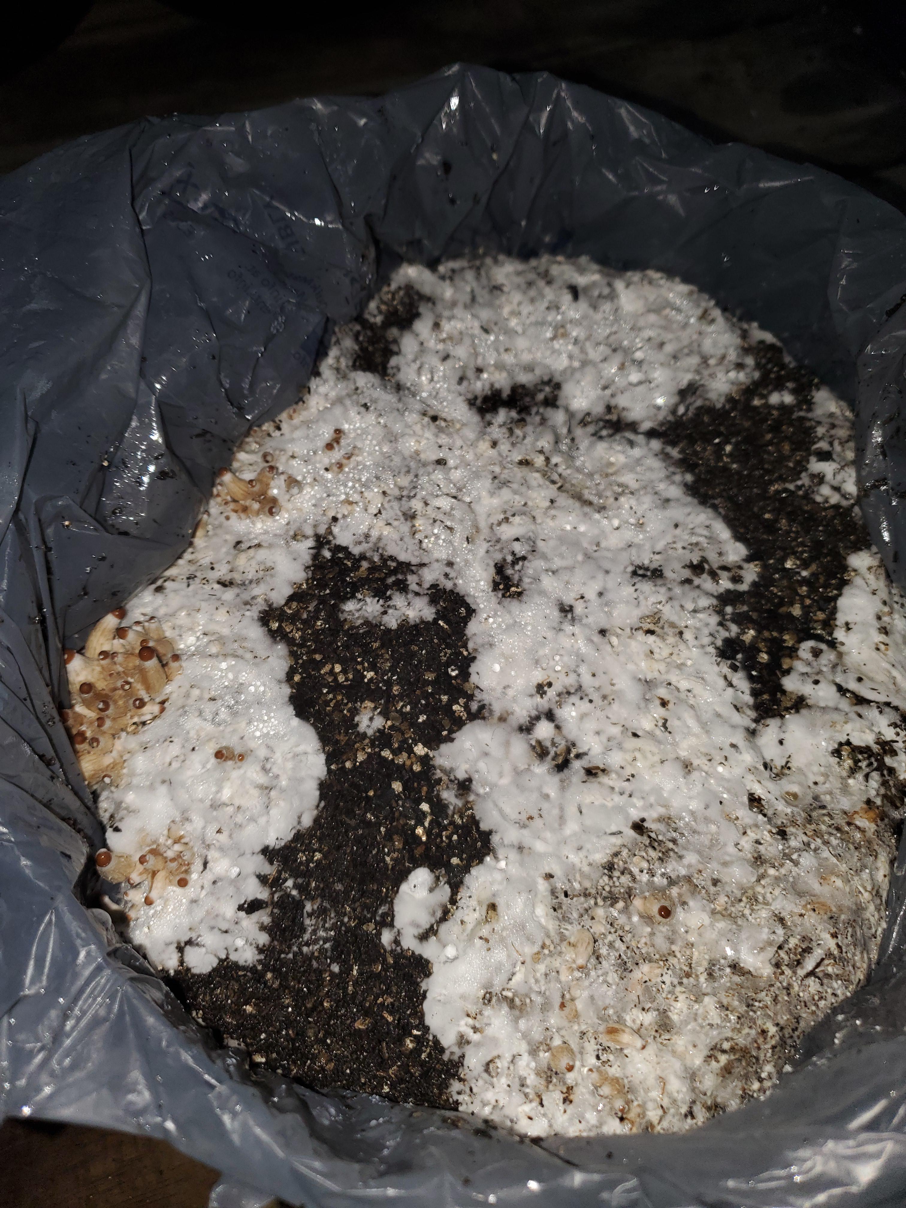 Pinset has begun prior to total colonization on [Trial 3