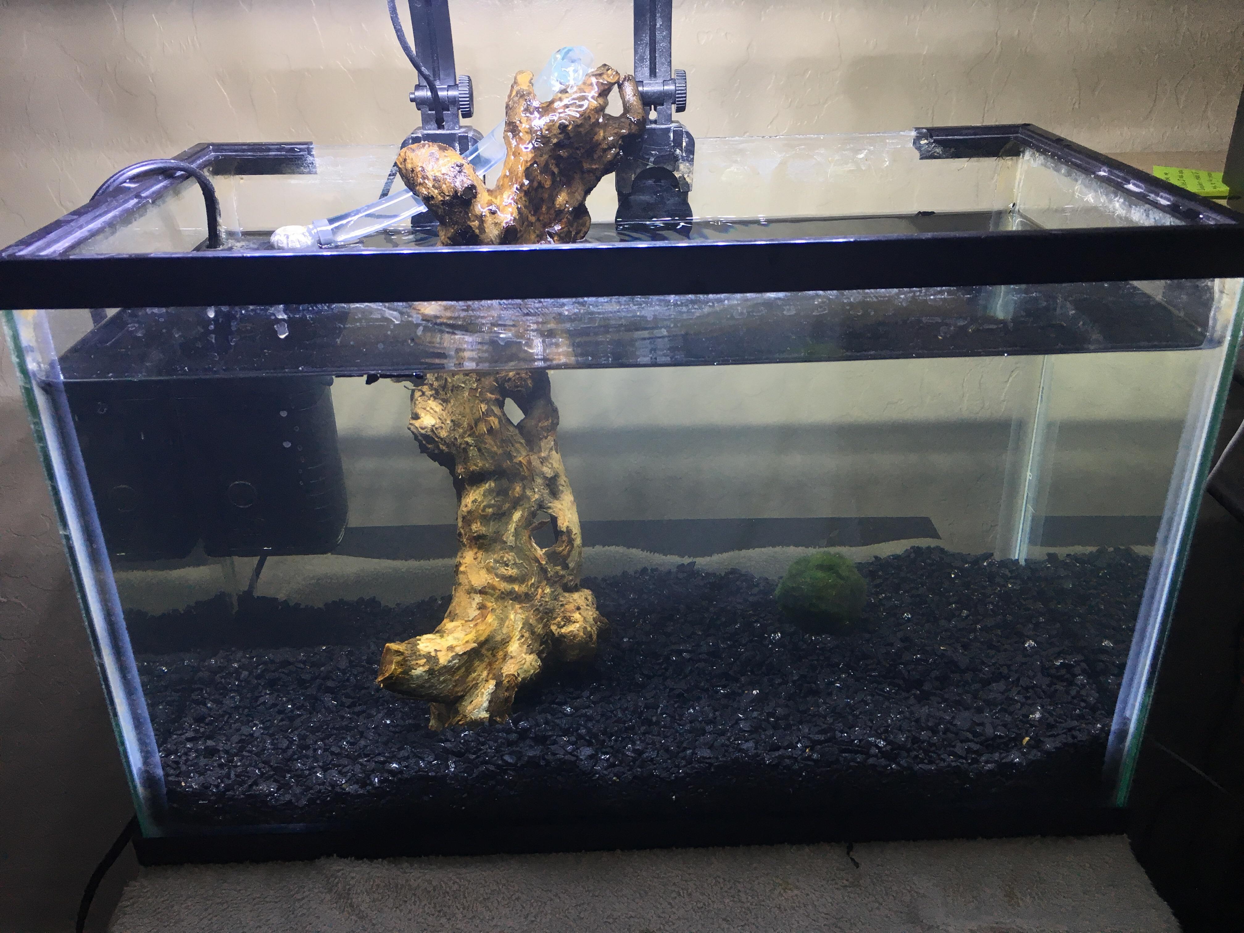 Experimenting with my 5.5 gallon tank( still In progress), your opinion