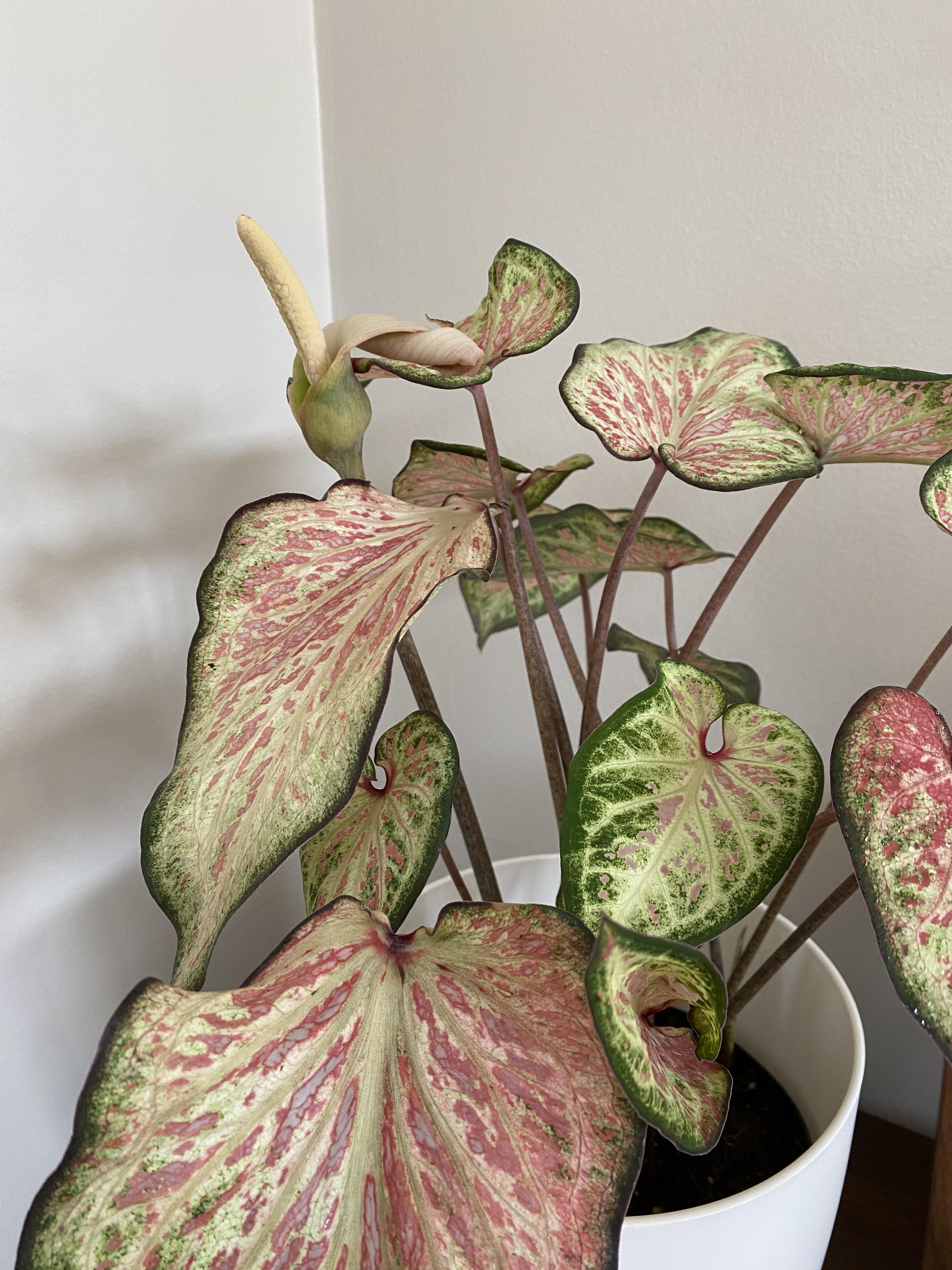 Should I cut the flowers off my Caladium or just let them bloom? I read
