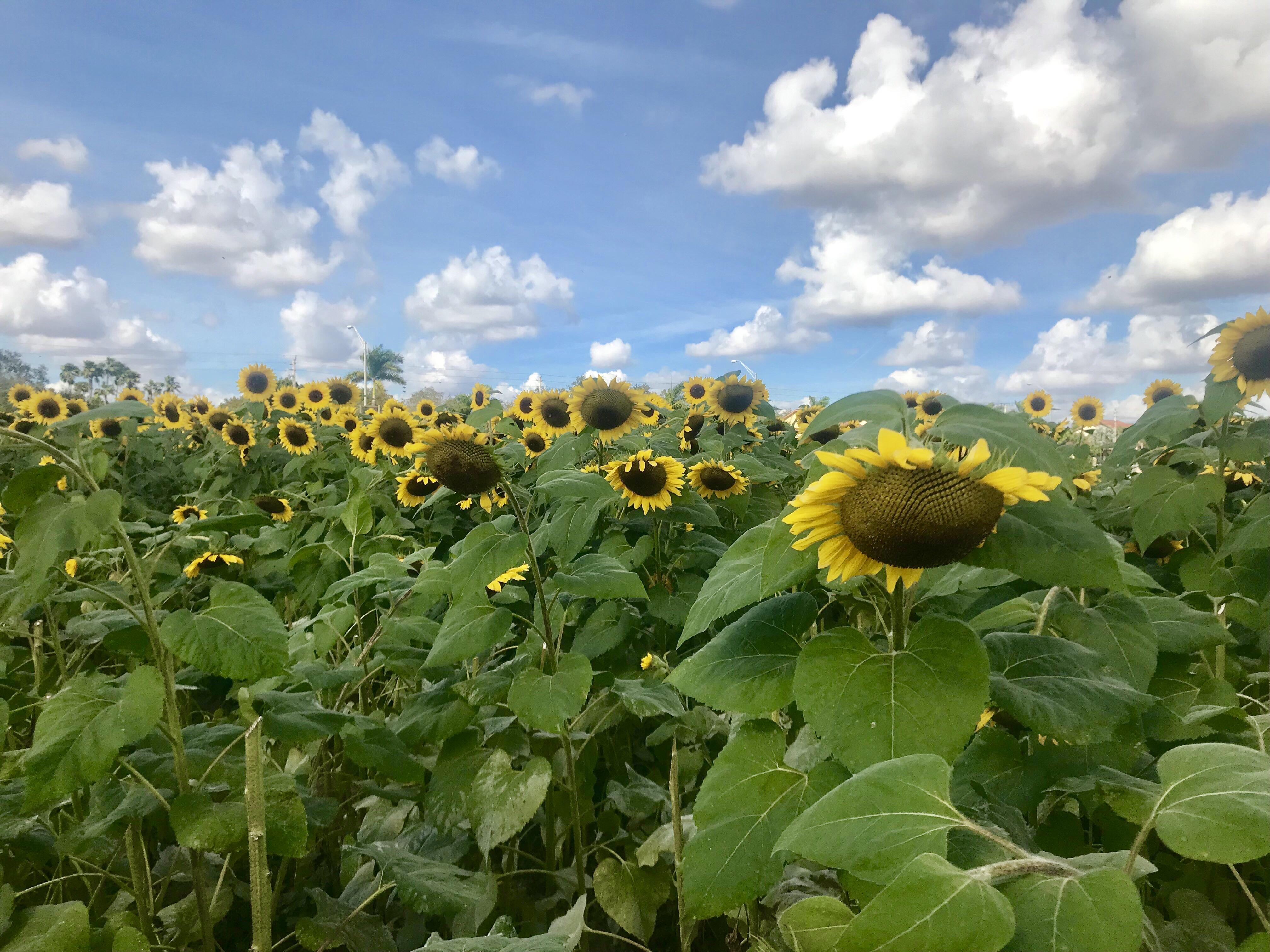 Sunflowers in Miami, Florida [OC] r/MostBeautiful