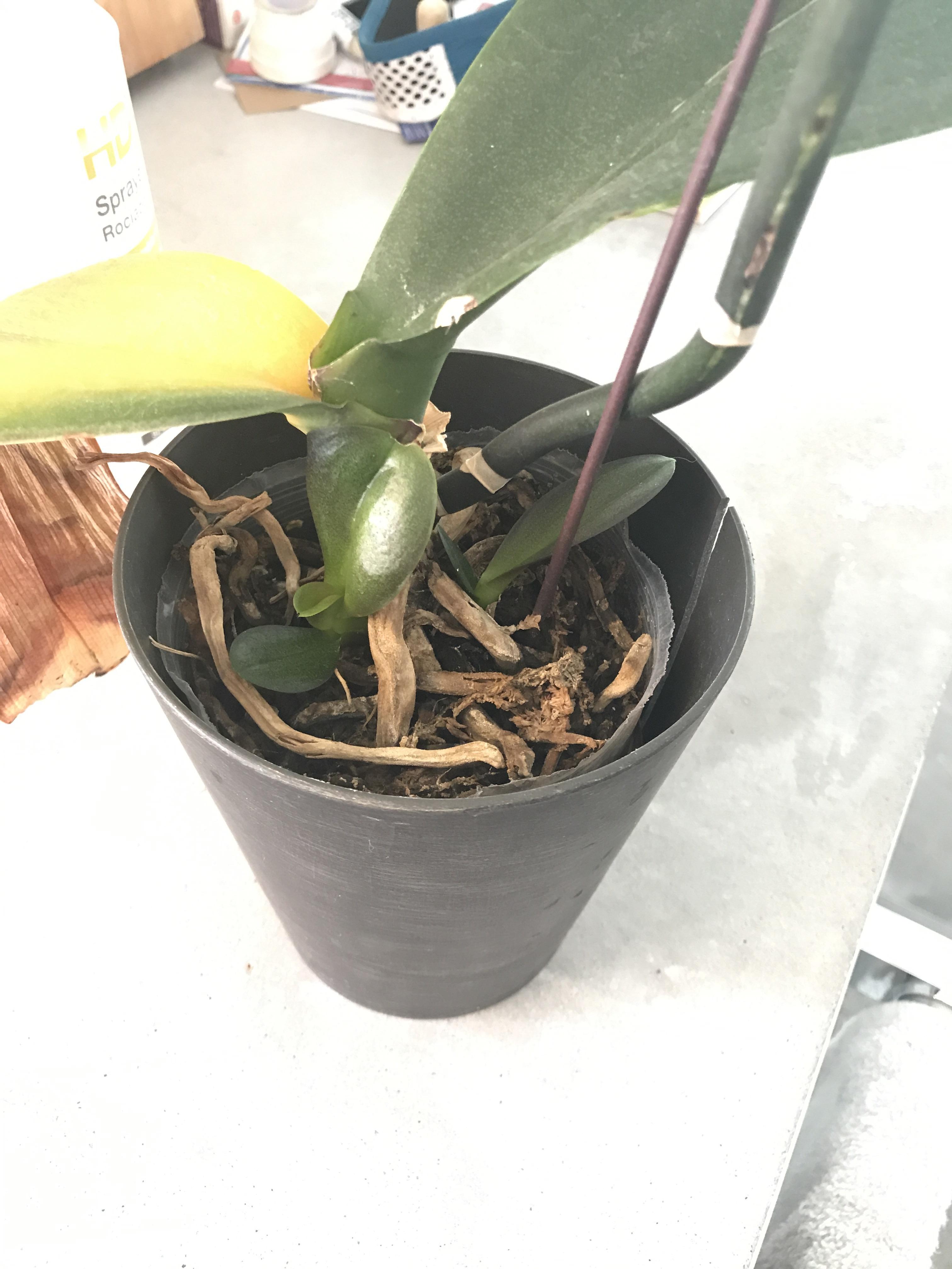 Home Depot orchid is simultaneously dying and sprouting things. What do