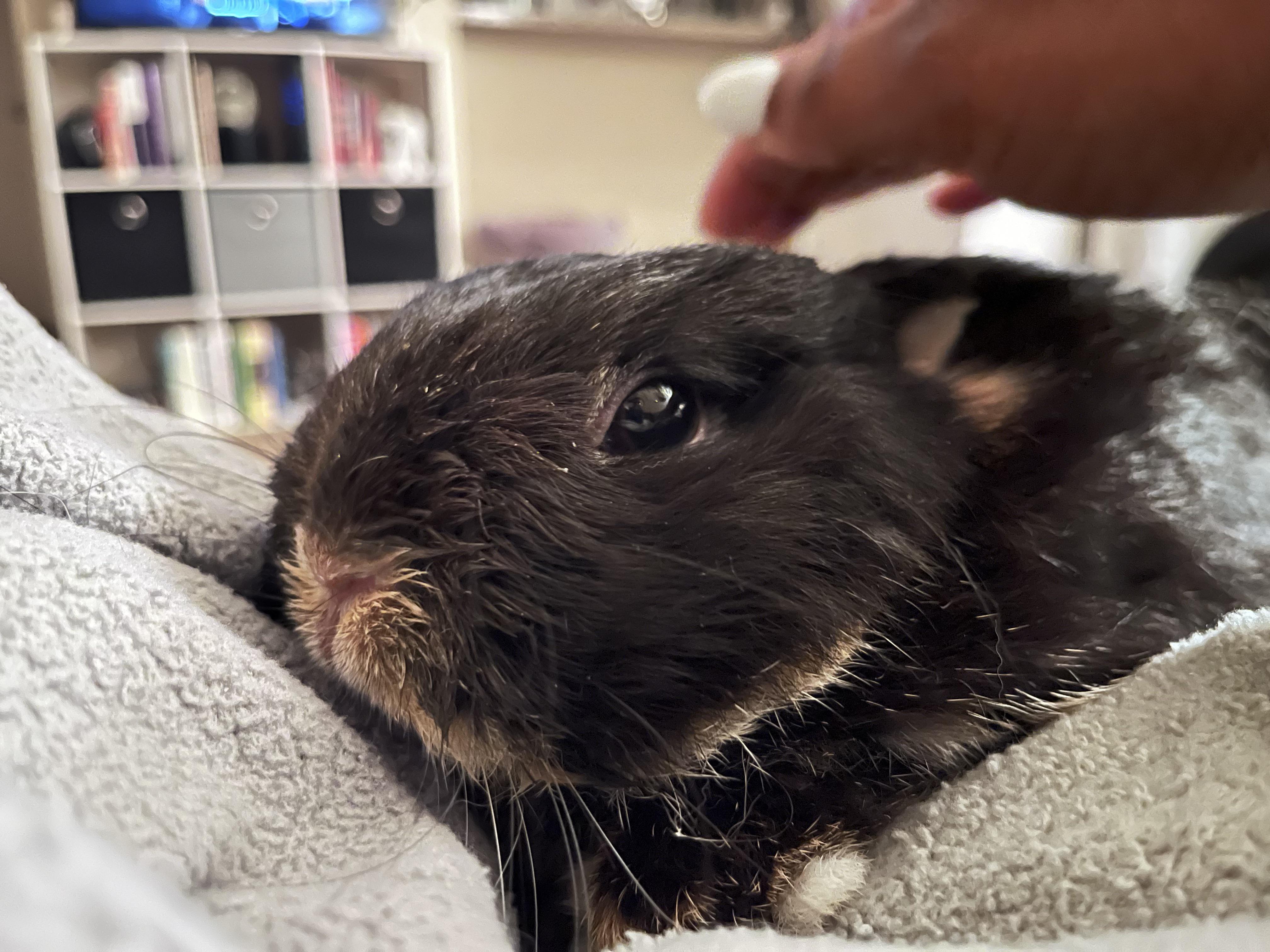 Anyone’s Bun allergic to Timothy Hay? More in comments r/Rabbits