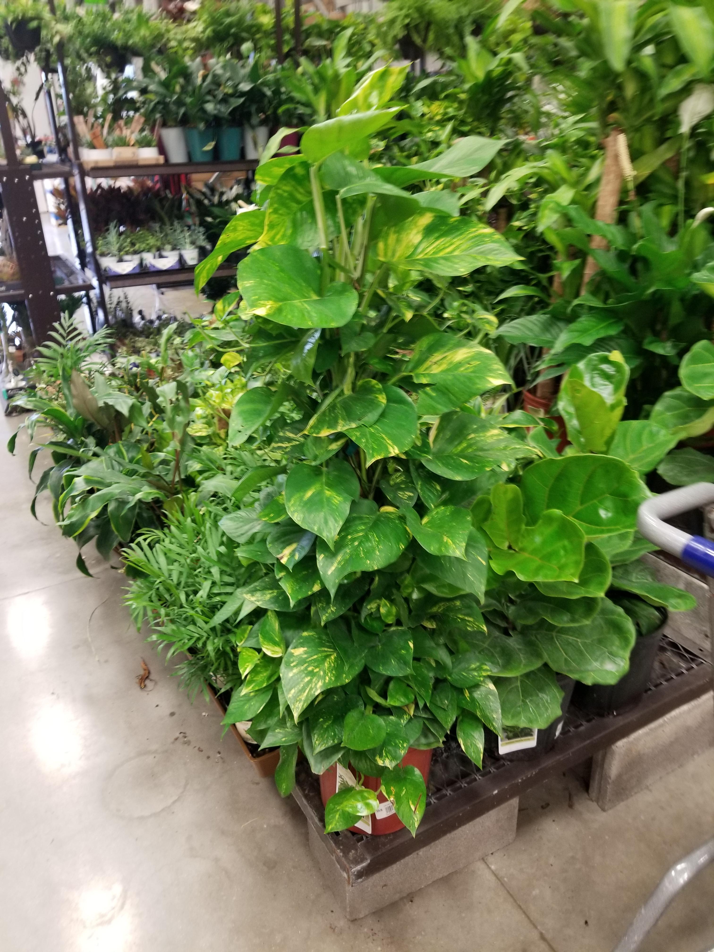 Lowes Pothos Plant Pothos Plant
