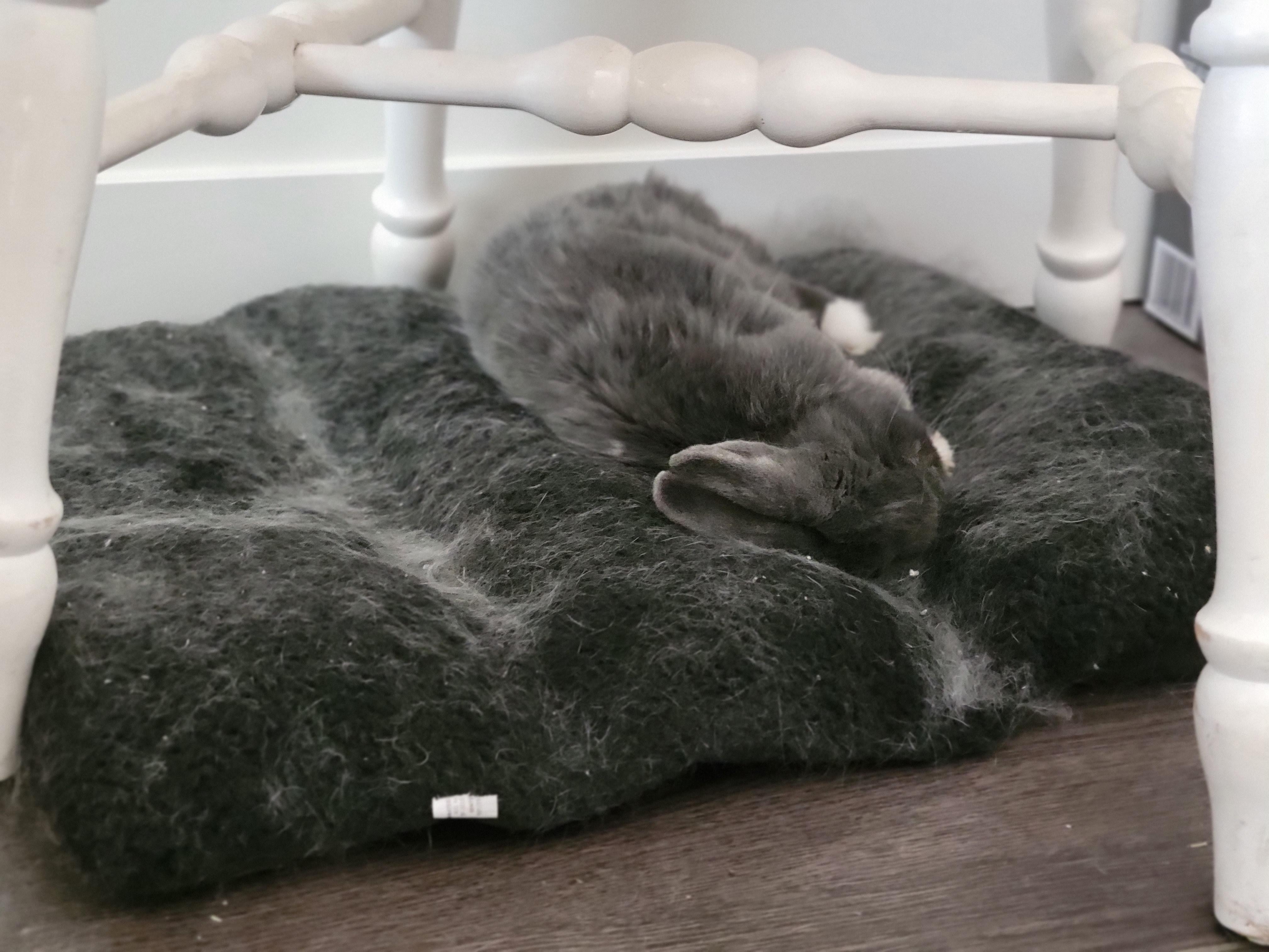A tip for my Canadian bunny people. Dollarama has small dog beds that